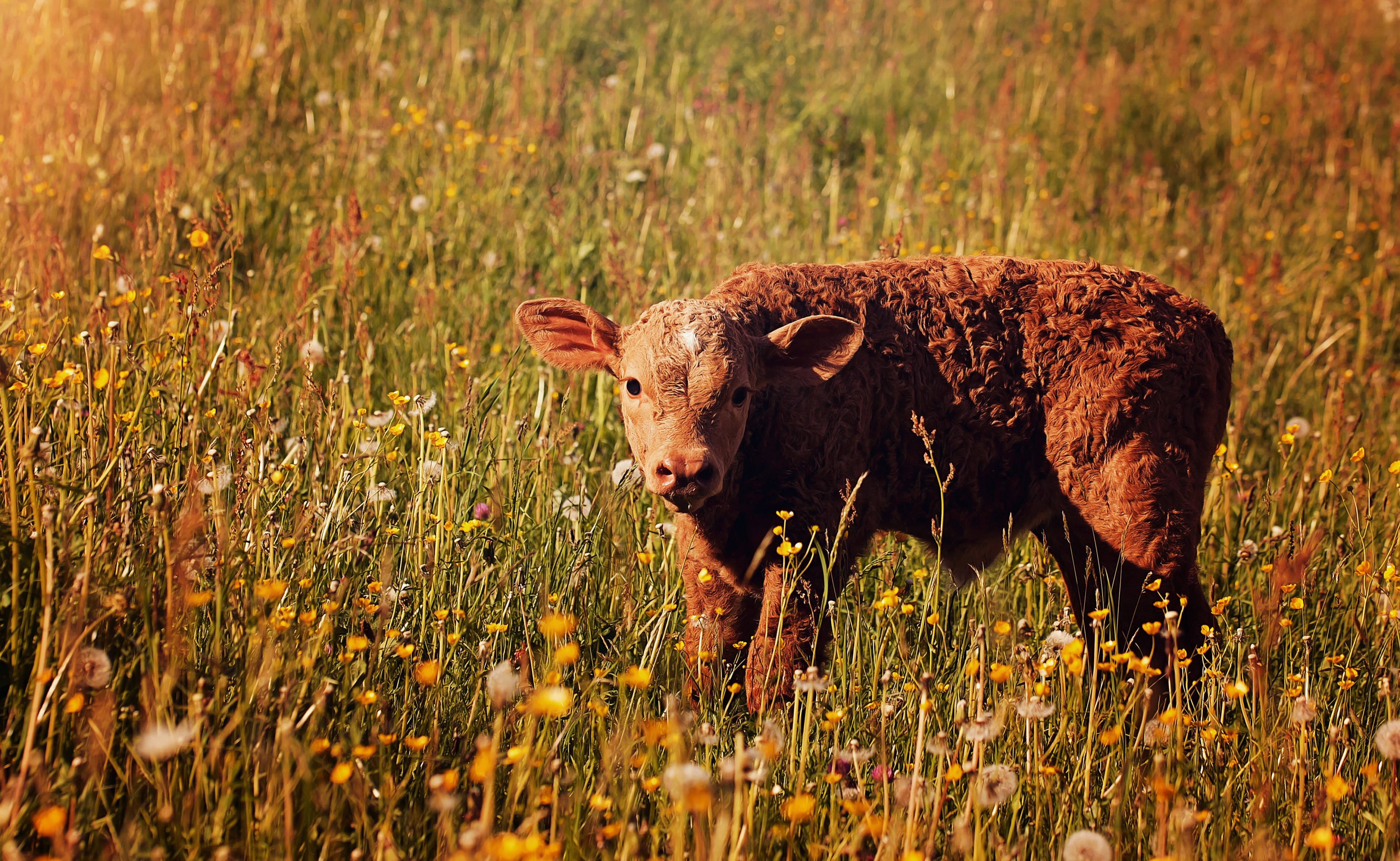 highland calf, flower field, sunlit meadow, 4K Desktop Wallpaper