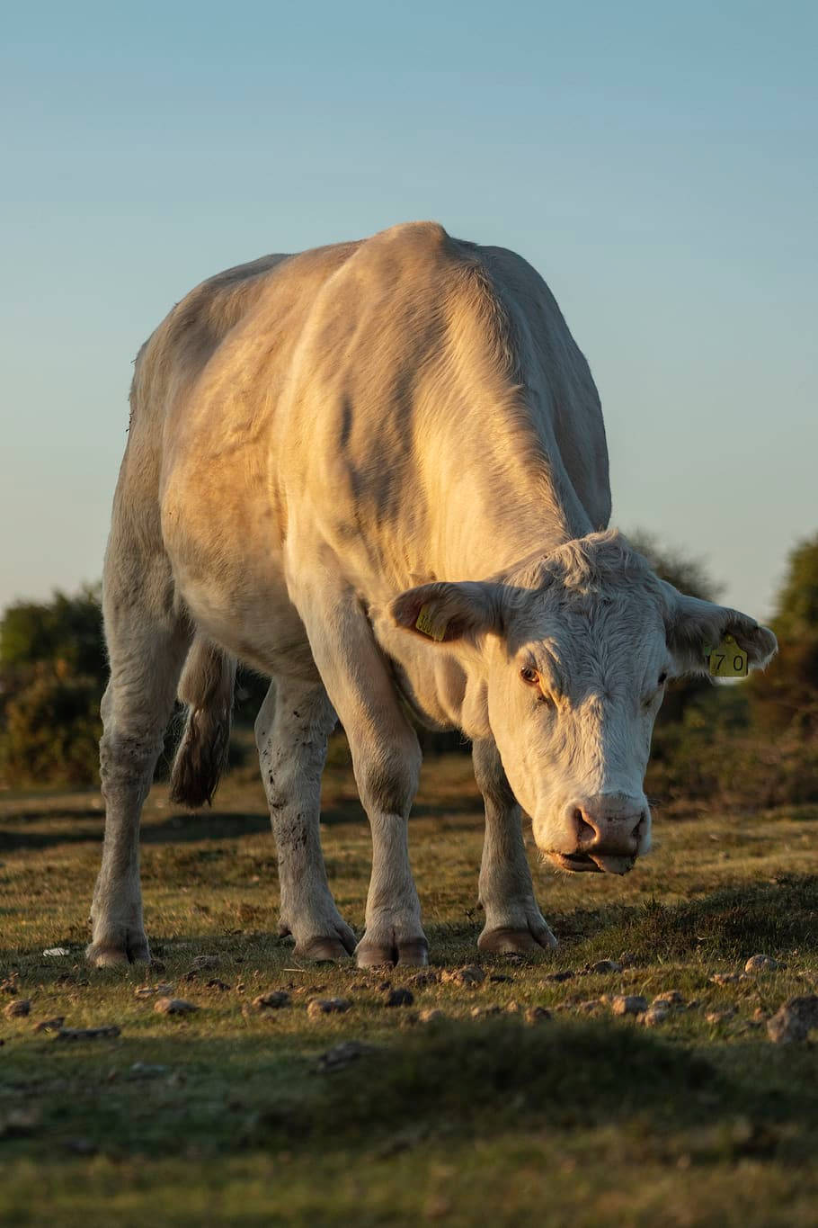 big white calf, eating grass, sunlit field, HD Phone Wallpaper