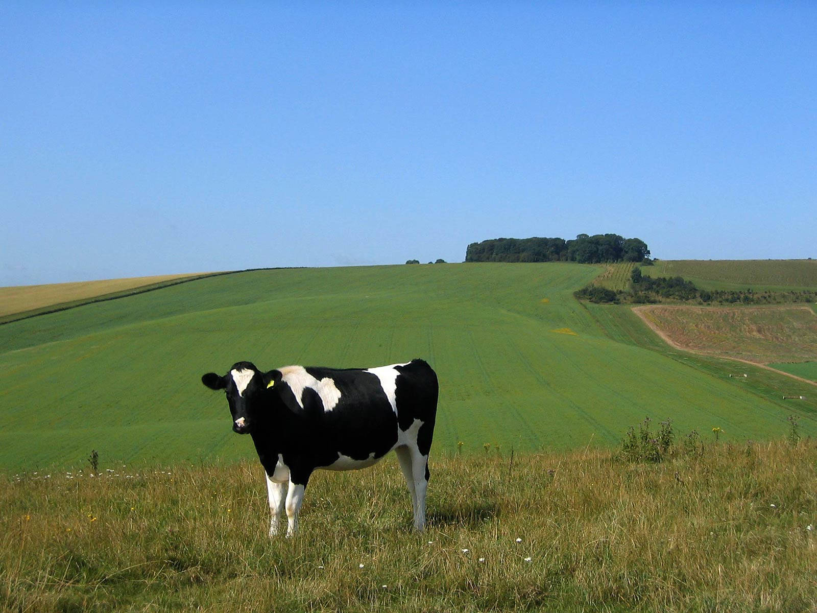 cow, farm field, sunlit grassy field, HD Desktop Wallpaper