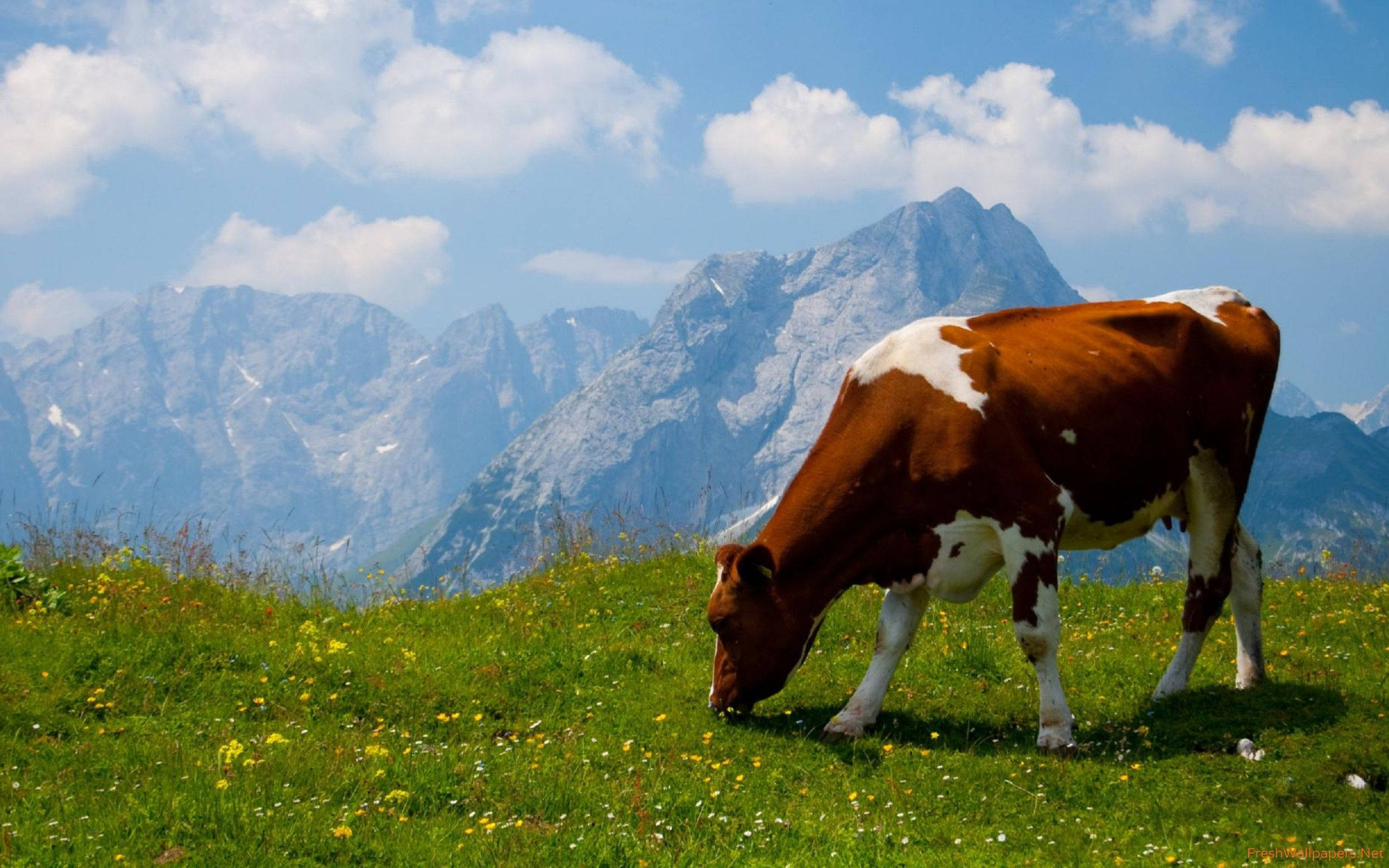 brown cow, white cow, sunlit meadow, 2K Desktop Wallpaper
