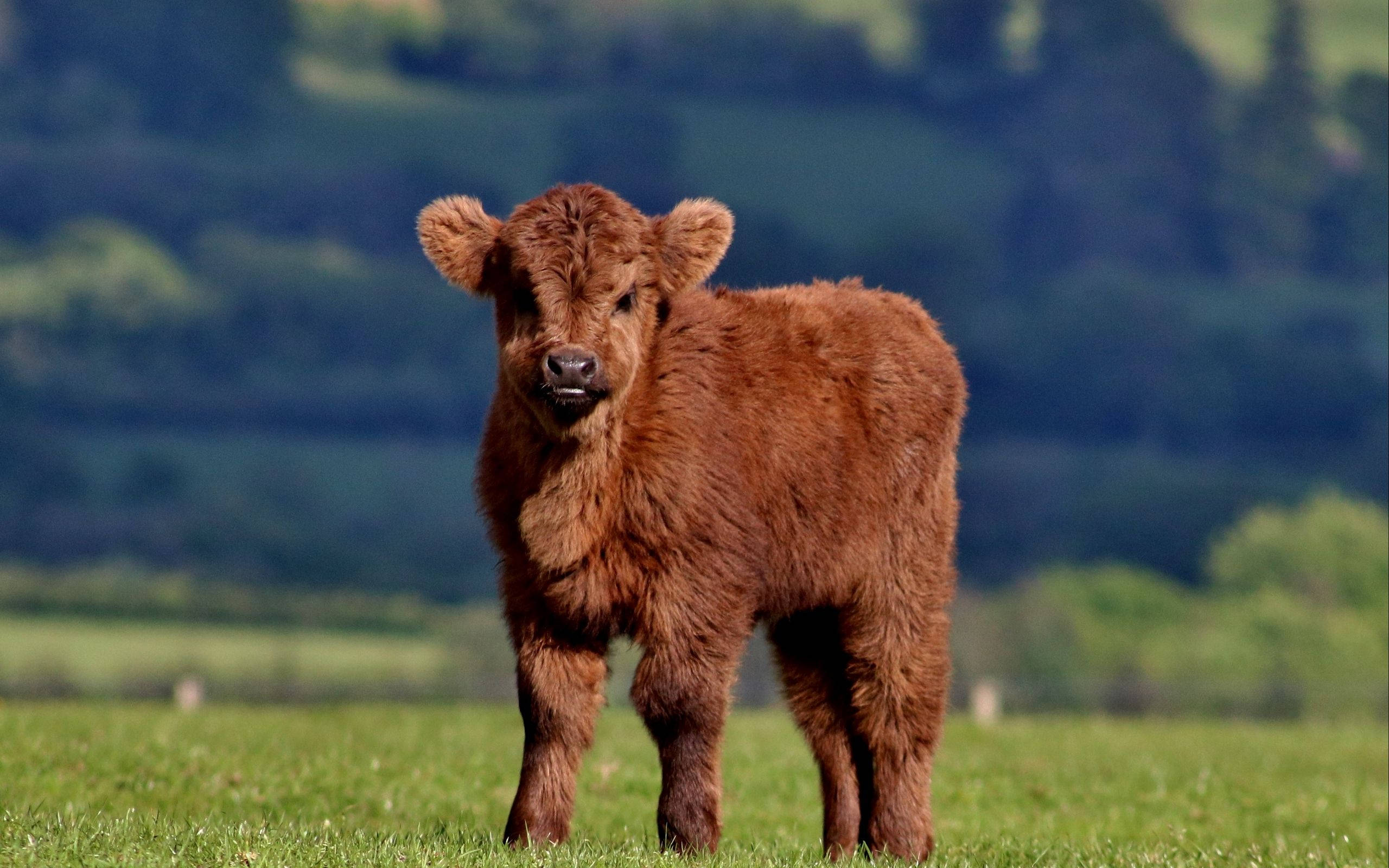 fluffy brown Highland calf, sunlit green pasture, rolling hills, 2K Desktop Wallpaper