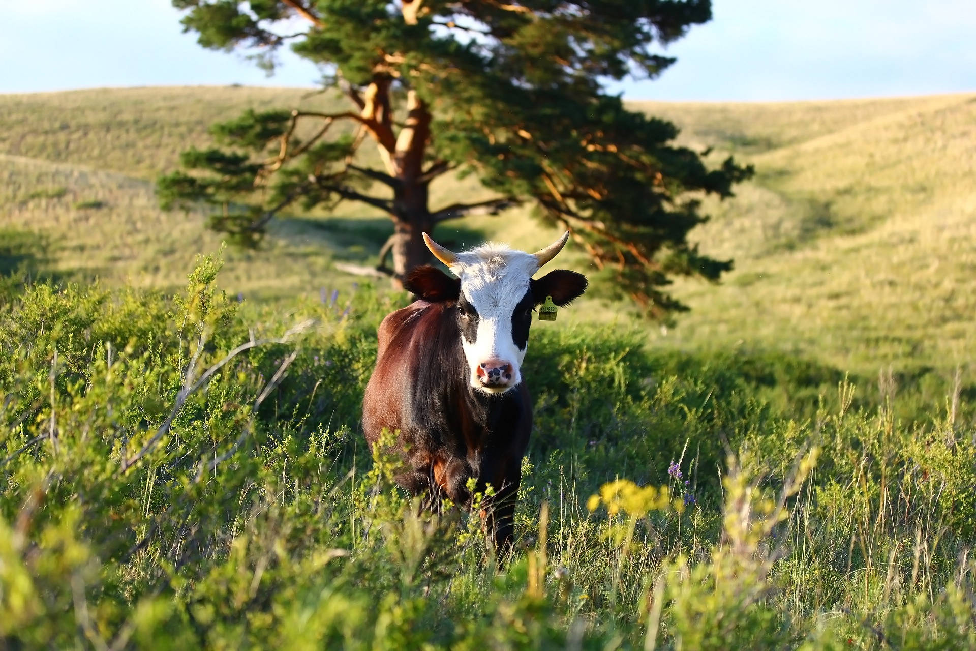 calf, horns, sunlit grassy field, Full HD Desktop Wallpaper