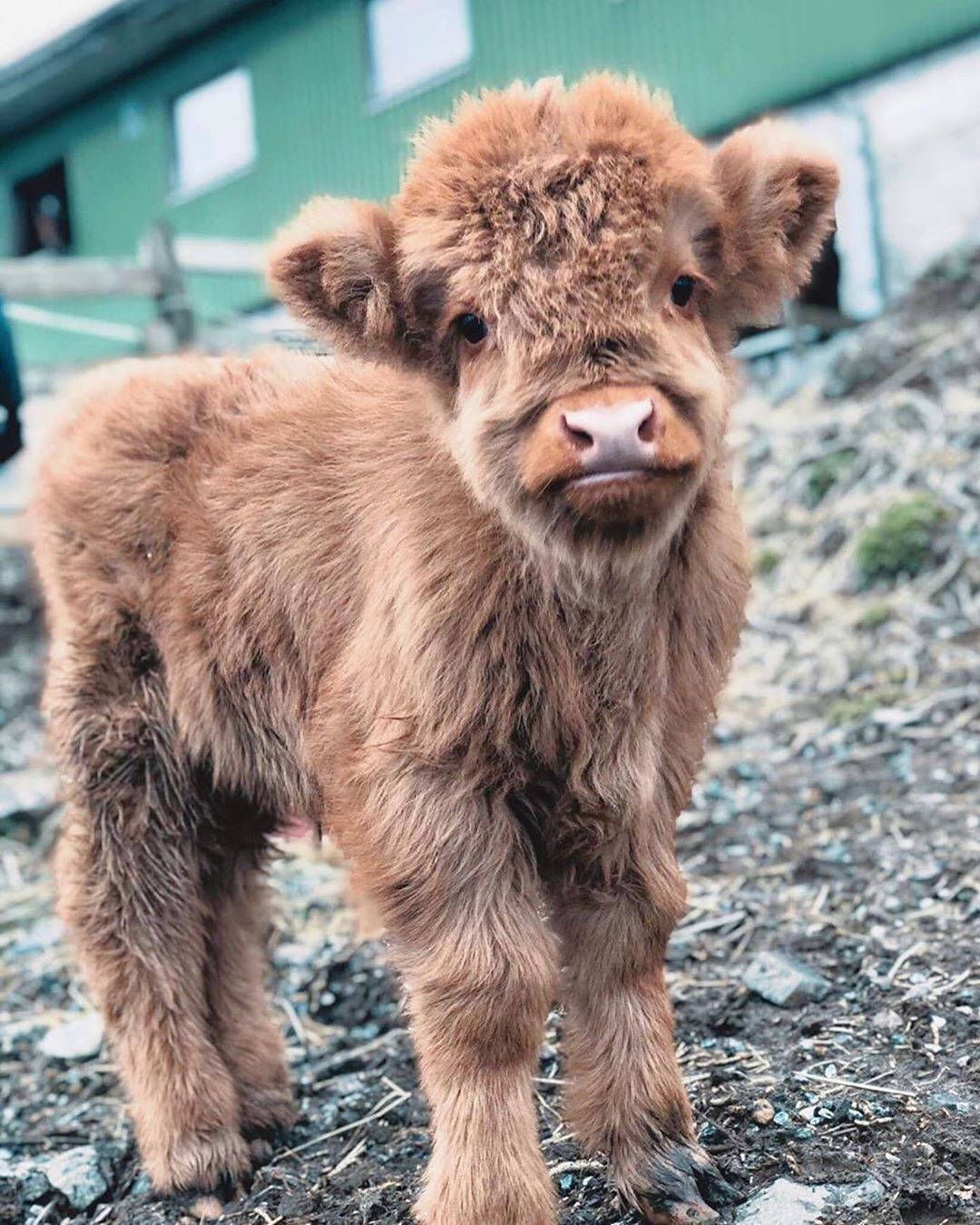Highland brown furry calf, rocky ground, green barn, HD Phone Wallpaper