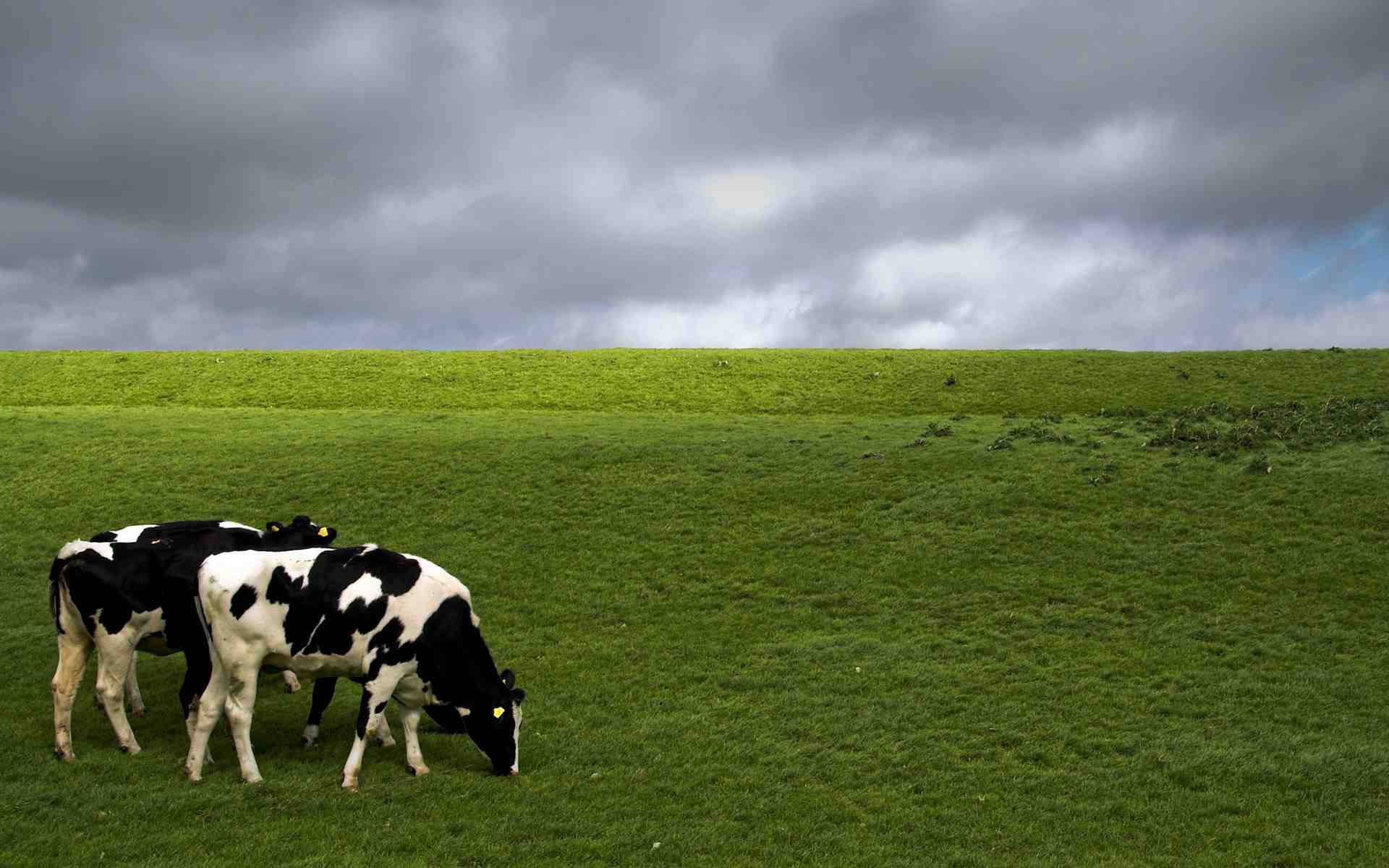 black and white calves, green field, cloudy sky, Full HD Desktop Wallpaper