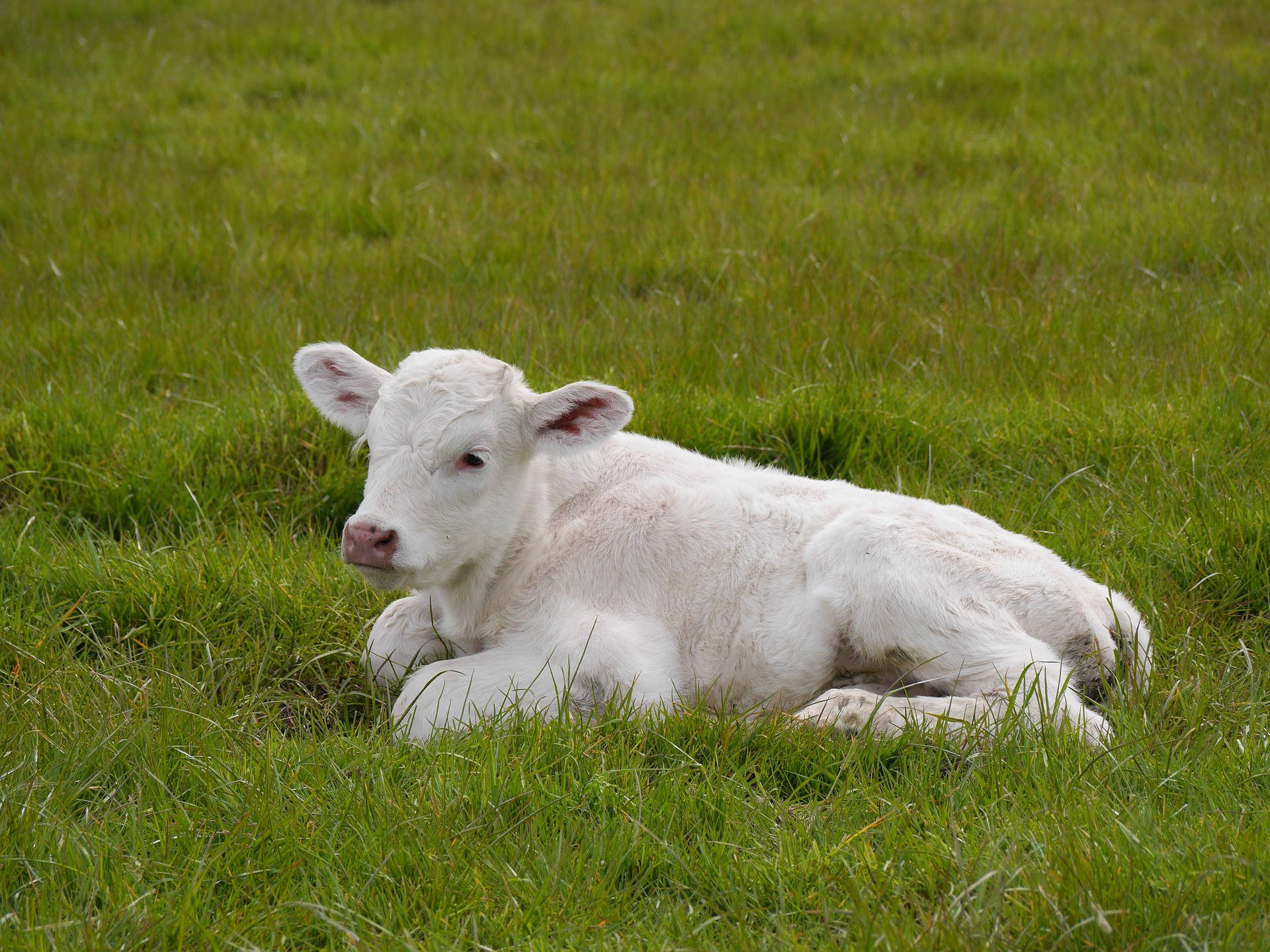 white calf, vibrant green pasture, soft daylight, Full HD Desktop Wallpaper