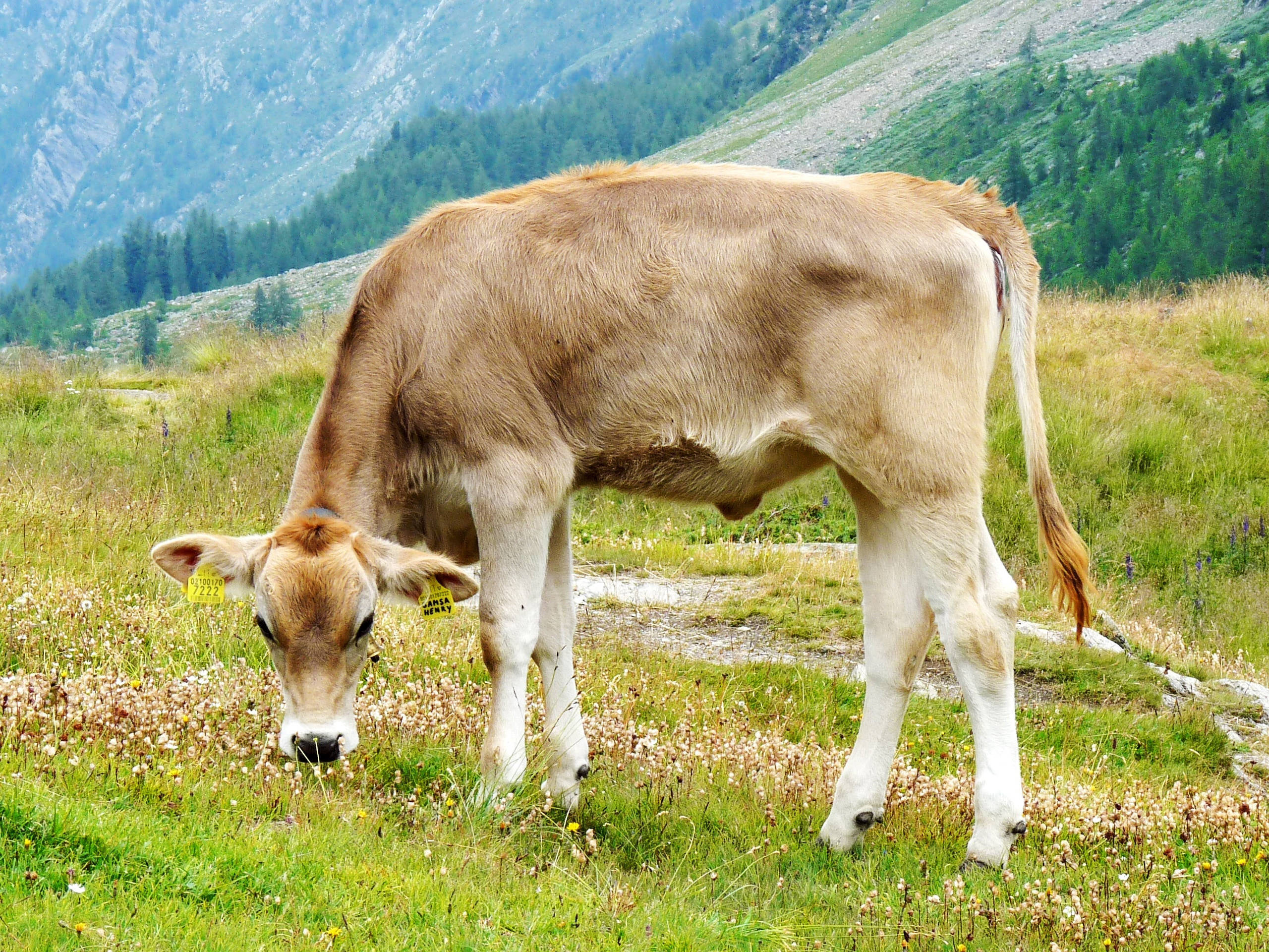 Swiss calf, light brown cow, yellow ear tags, 2K Desktop Wallpaper