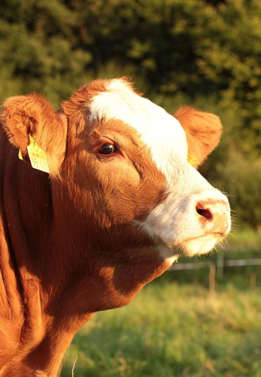 brown calf, white outlines, yellow ear tag, HD Phone Wallpaper