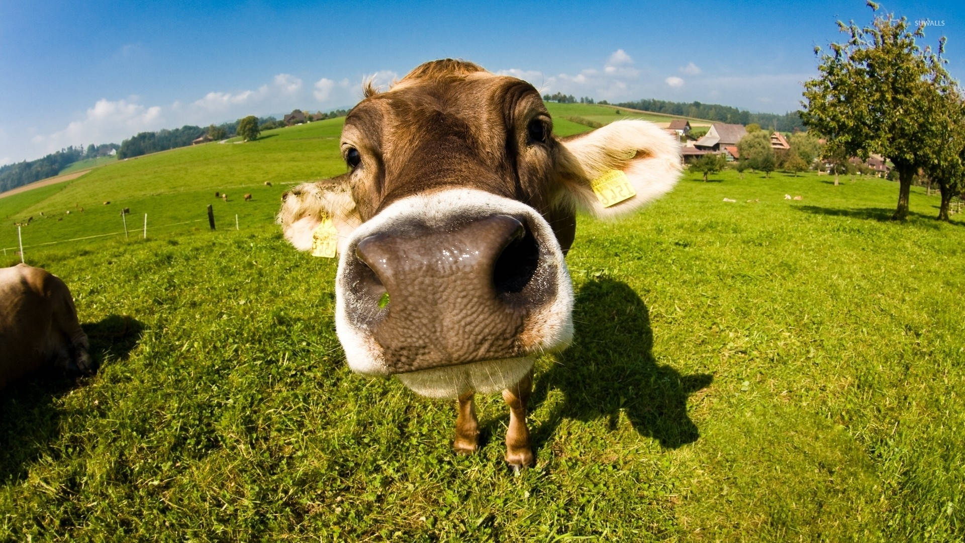 calf, snout, fish eye, Full HD Desktop Wallpaper
