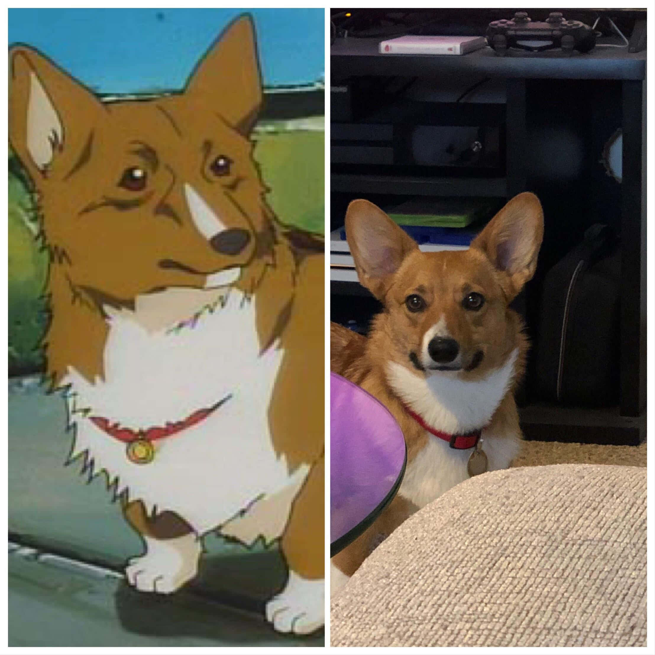 Cowboy Bebop, Ein, corgi, Full HD Desktop Wallpaper