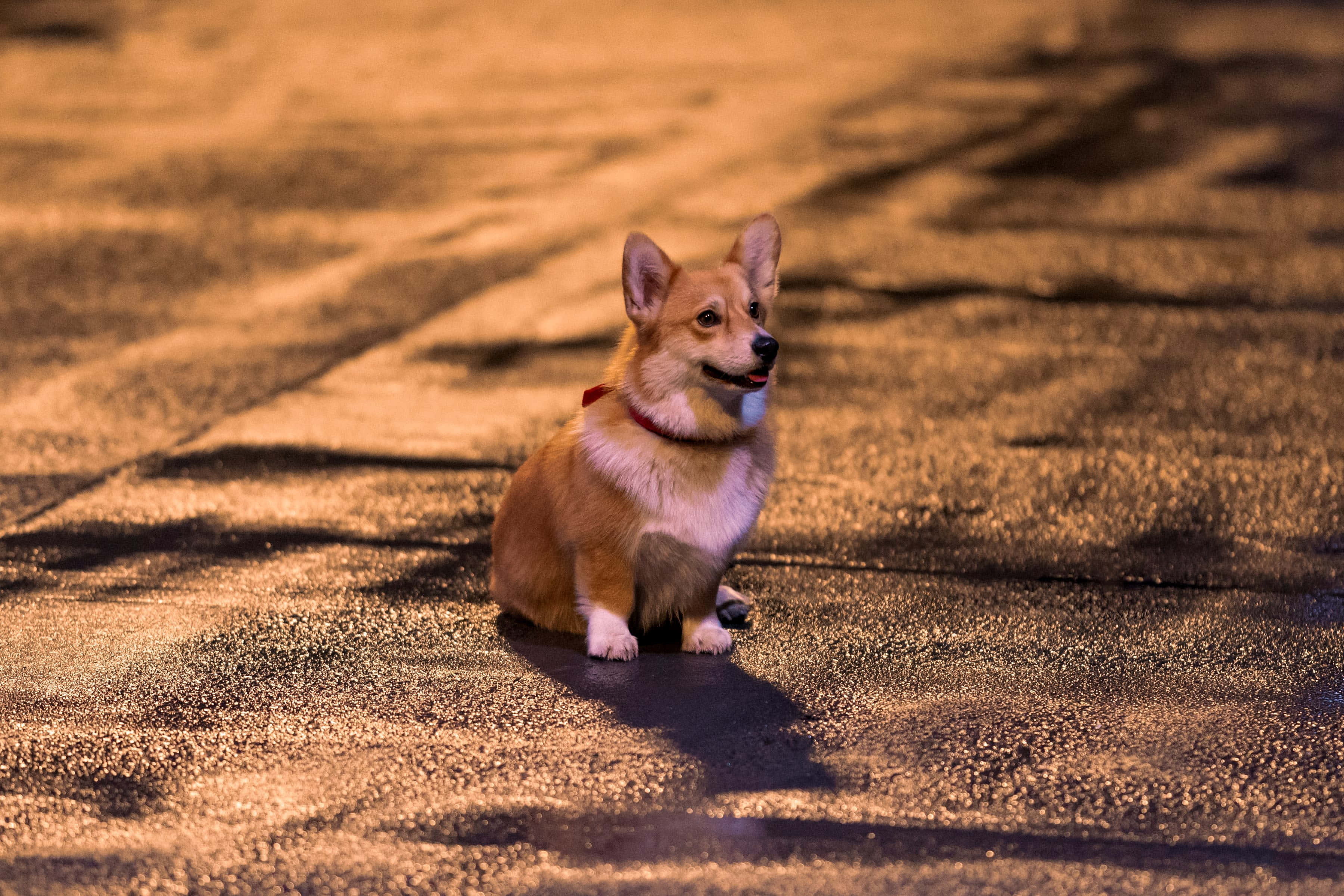 Cowboy Bebop, Ein, corgi, 2K Desktop Wallpaper