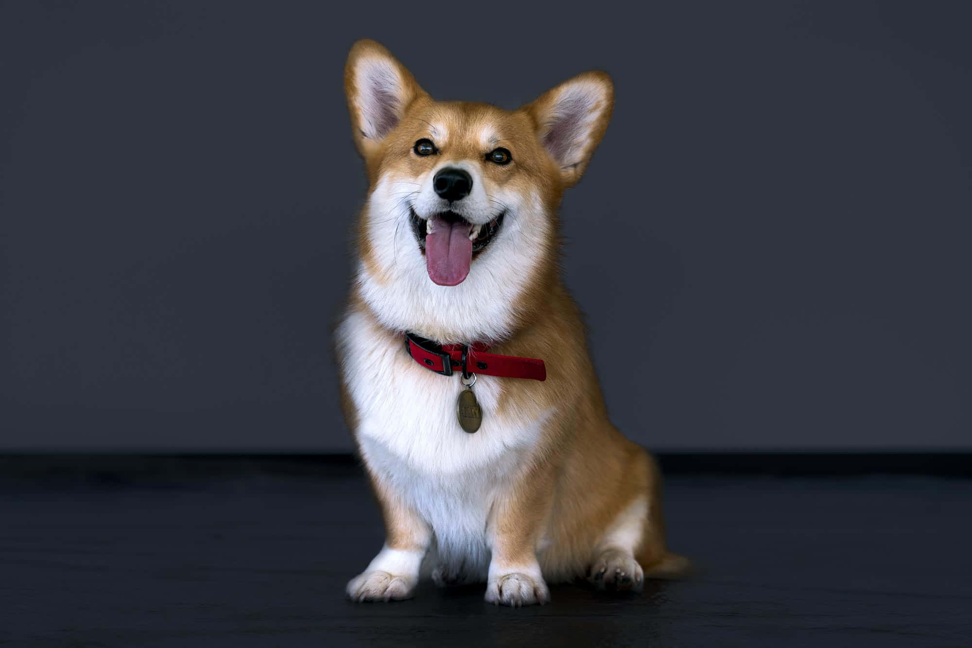 Cowboy Bebop, Ein, corgi, Full HD Desktop Wallpaper