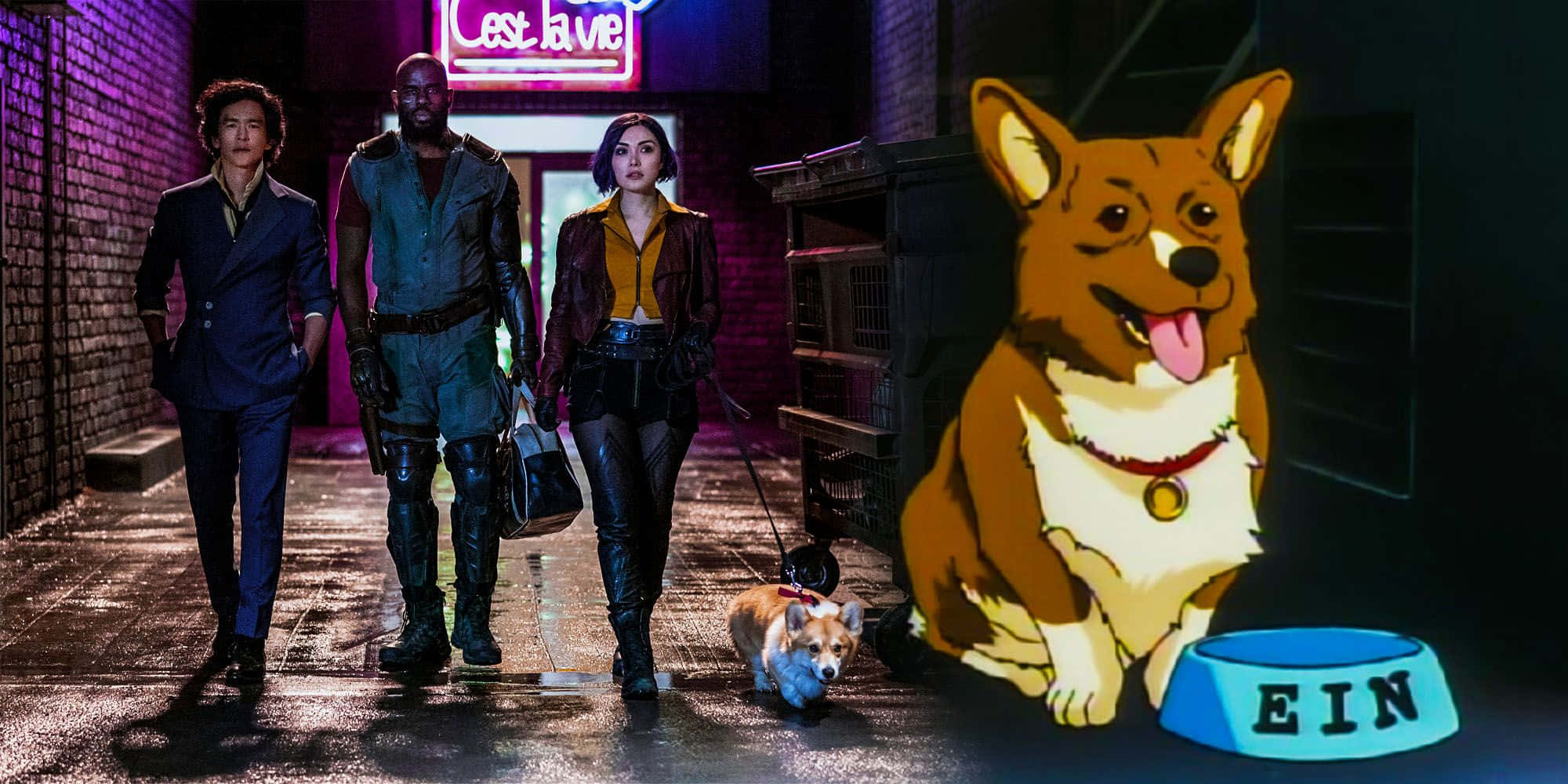 Cowboy Bebop, Ein, corgi, Full HD Desktop Wallpaper