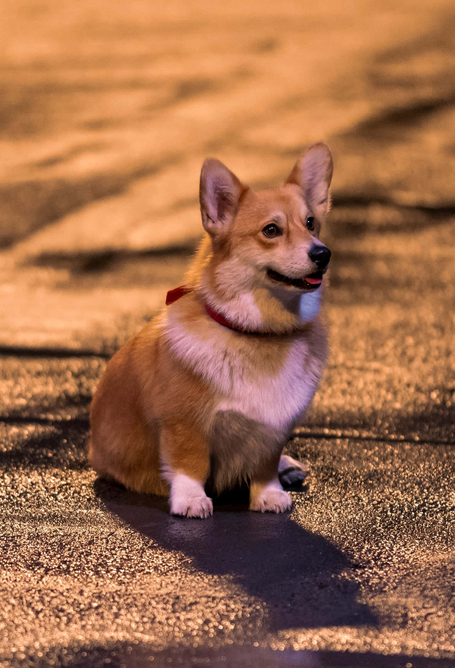 Cowboy Bebop, Ein, corgi dog, Full HD Phone Wallpaper
