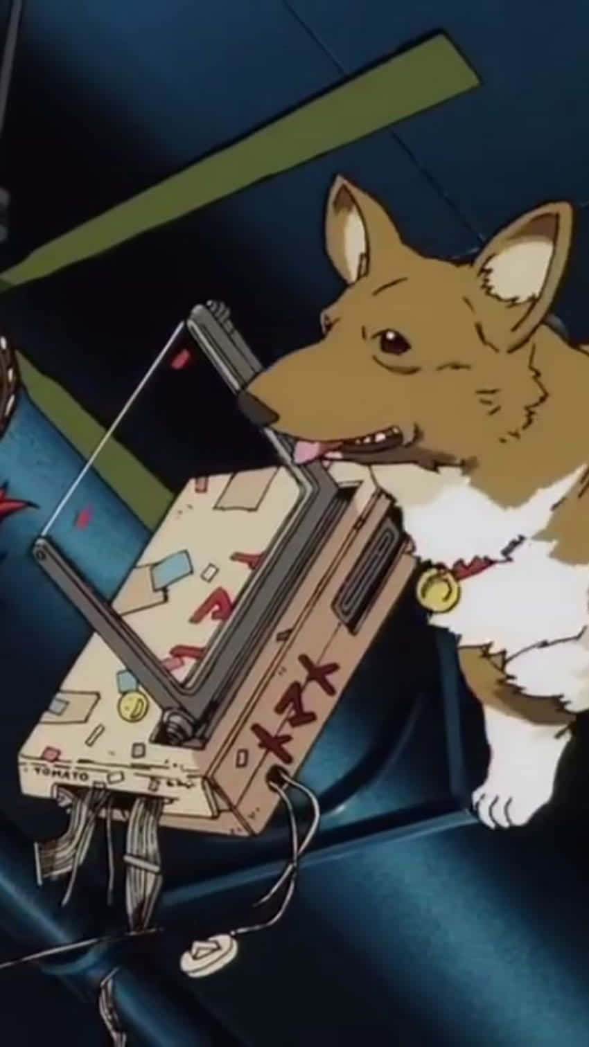 Cowboy Bebop, Ein, Welsh Corgi, HD Phone Wallpaper