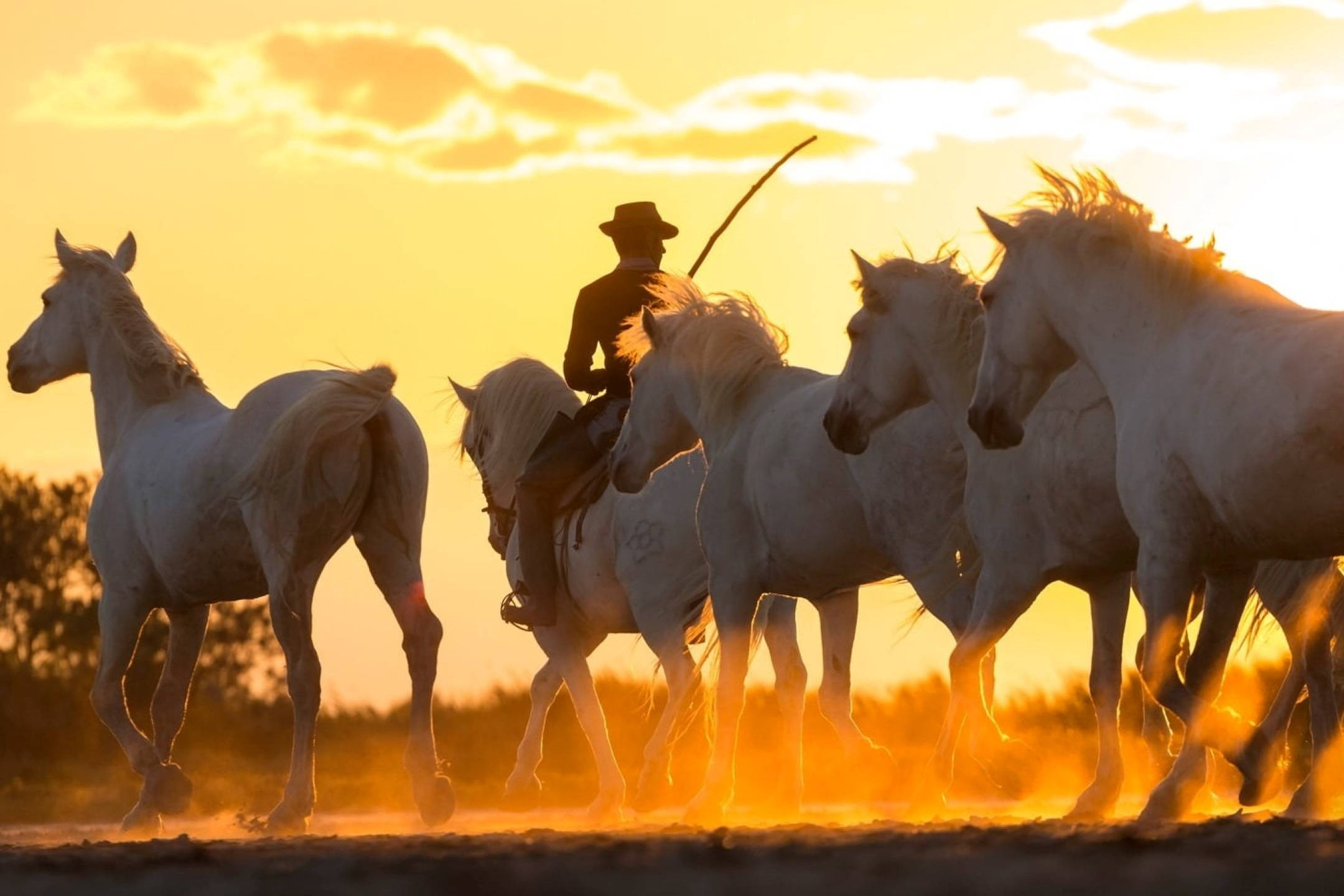 cowboy, white horse, herd, Full HD Desktop Wallpaper