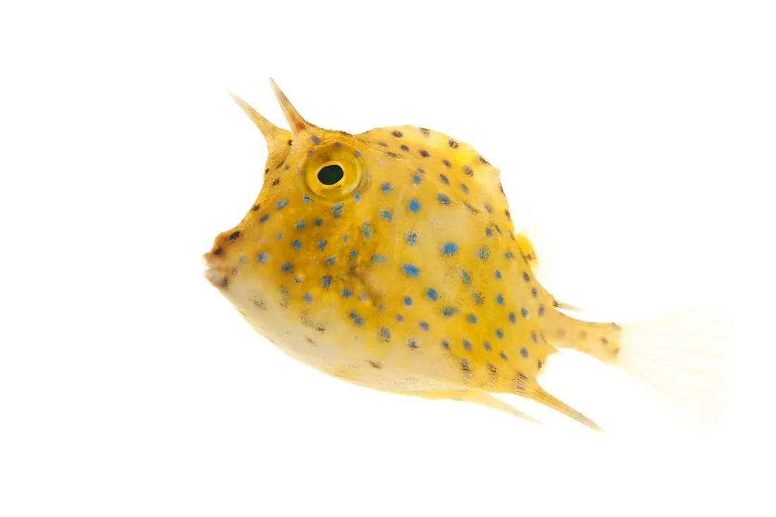 Cowfish