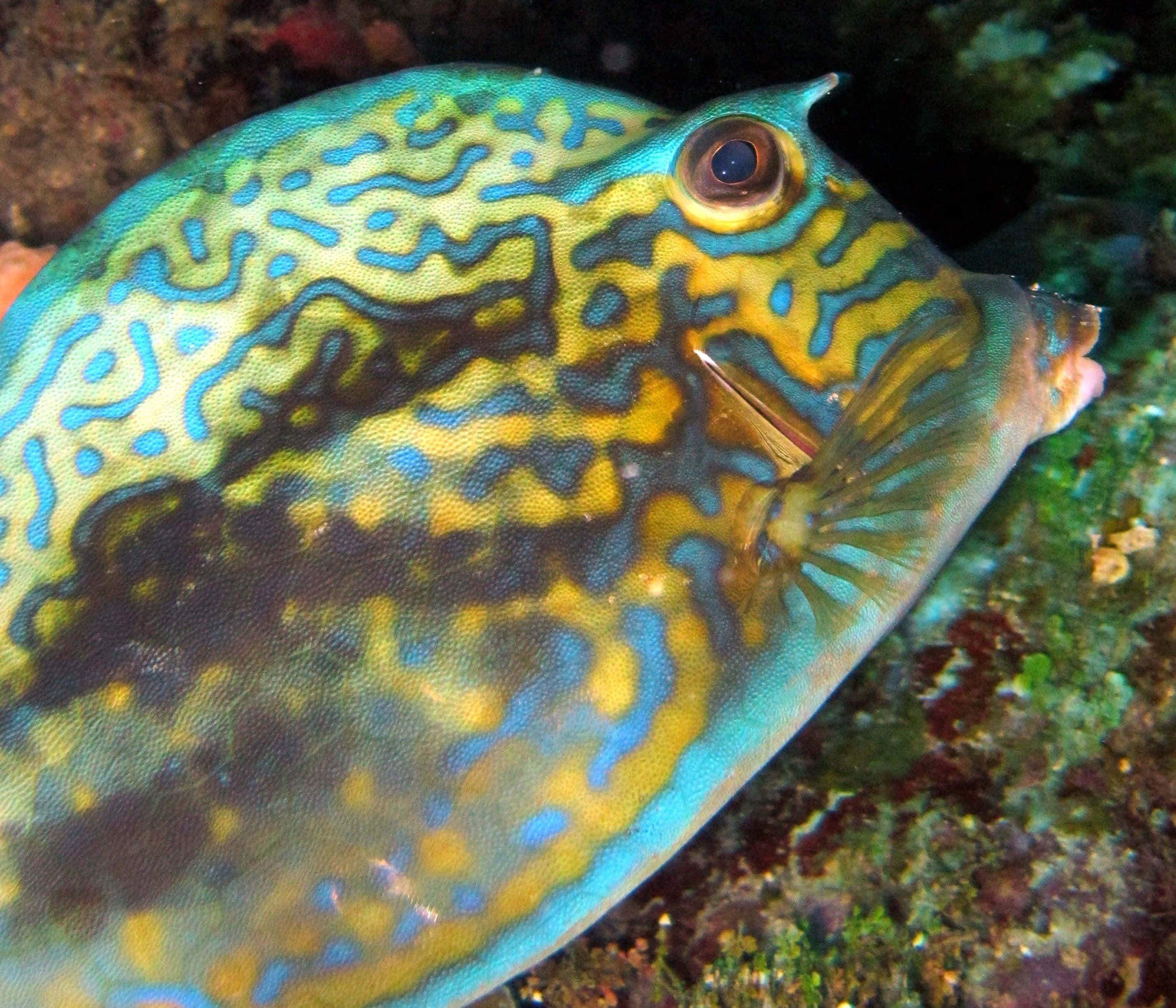 colorful cowfish, underwater, vibrantly patterned boxfish, 2K Desktop Wallpaper