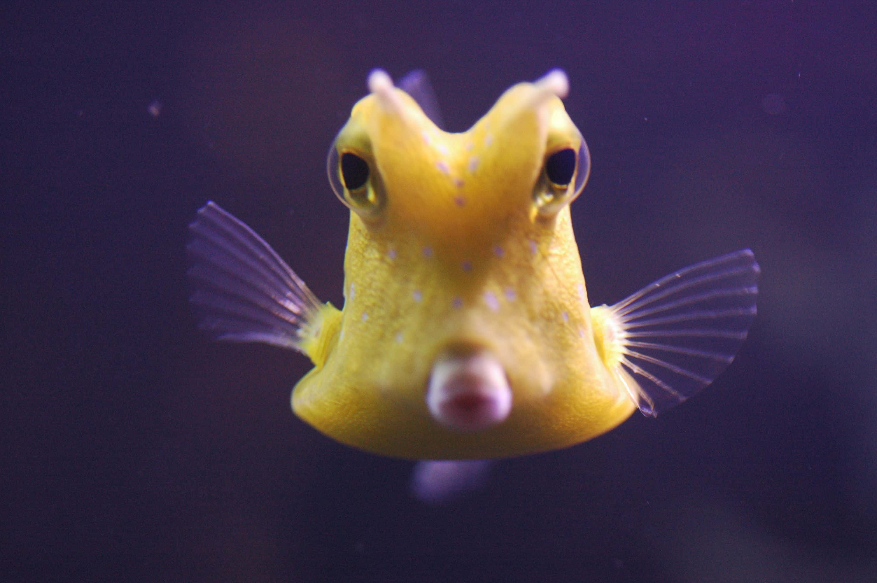 vibrant cowfish, bright yellow boxfish, purple fins, 2K Desktop Wallpaper