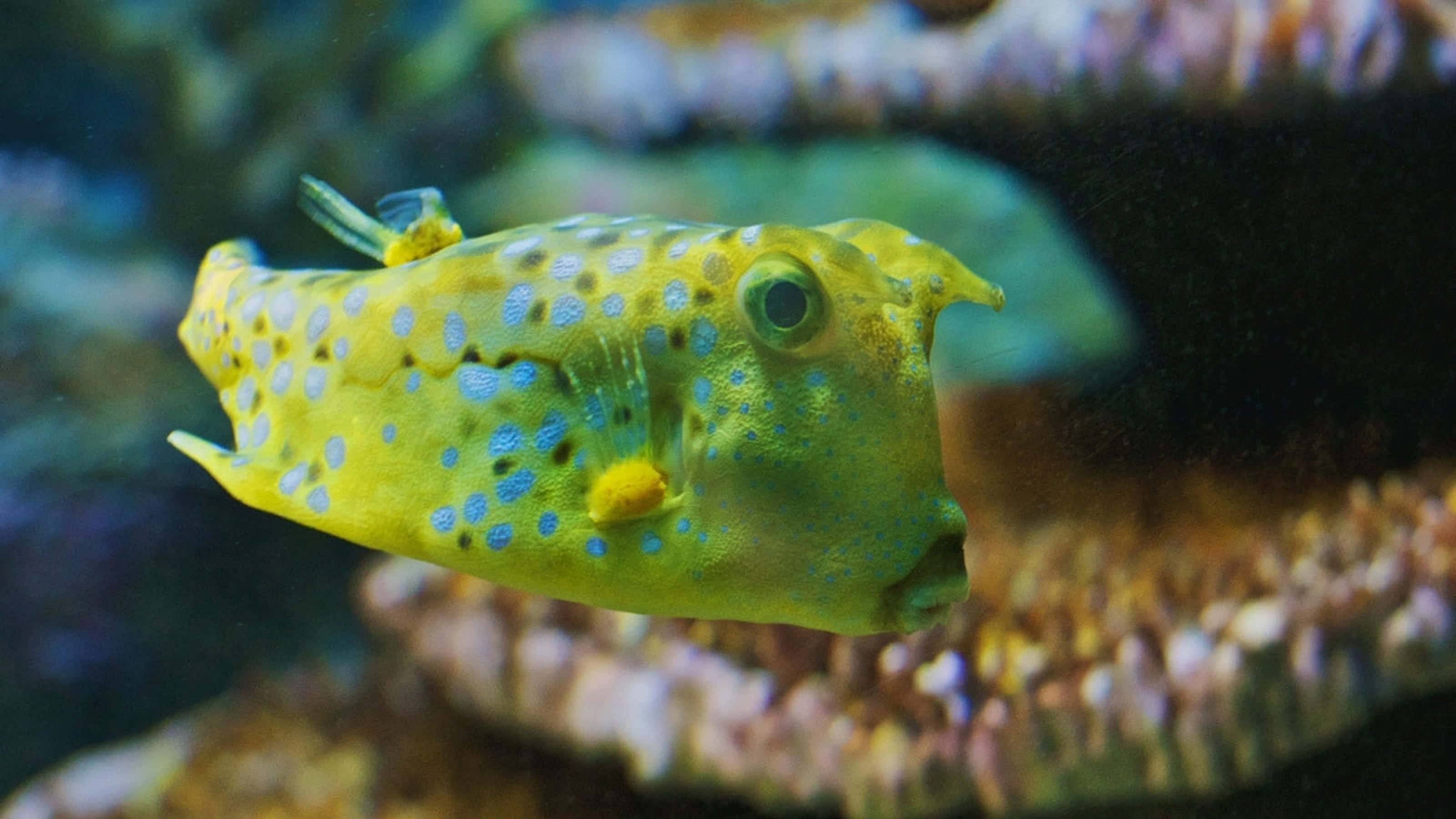 yellow cowfish, blue spots, colorful coral, 2K Desktop Wallpaper