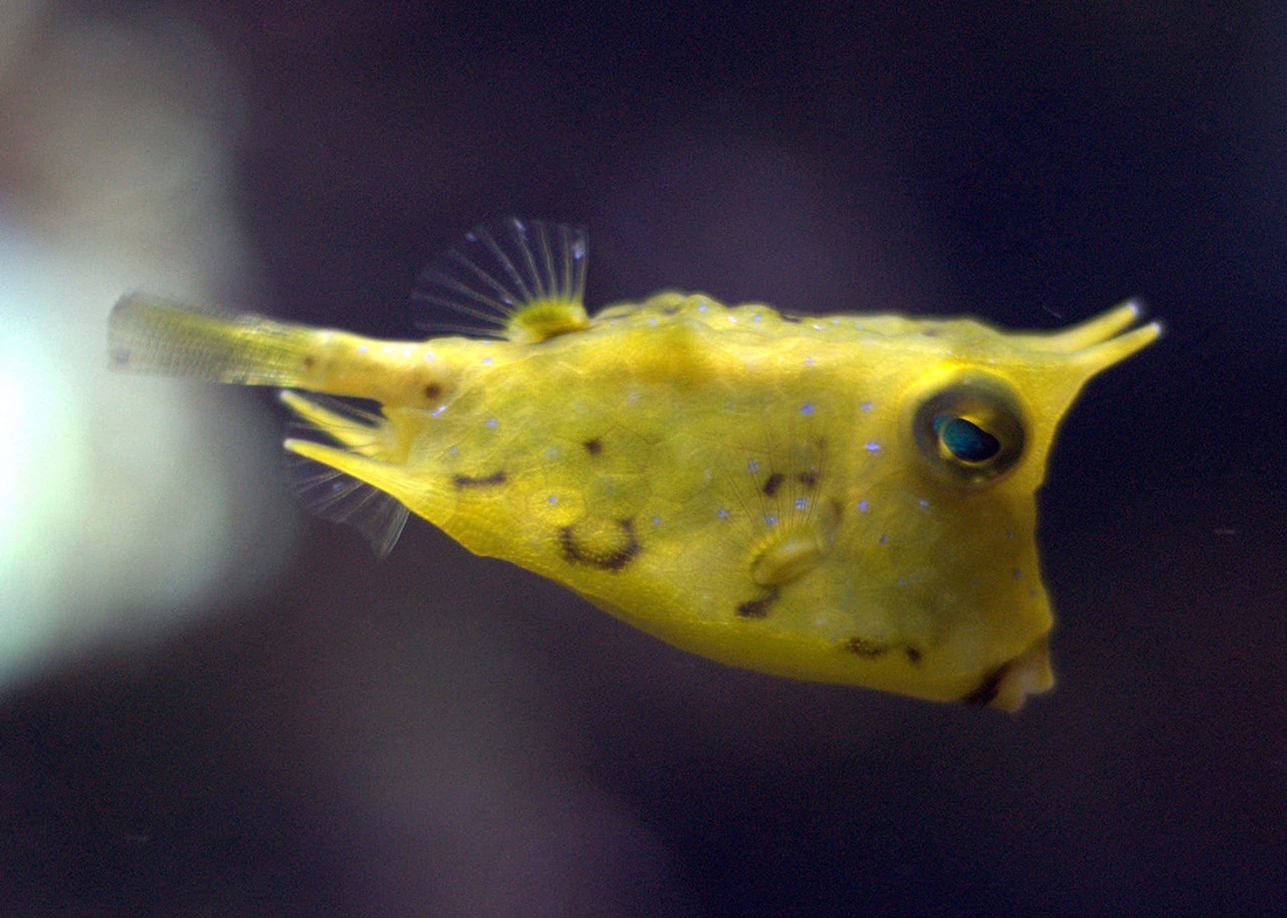 yellow cowfish, blue spots, spiky fins, 2K Desktop Wallpaper