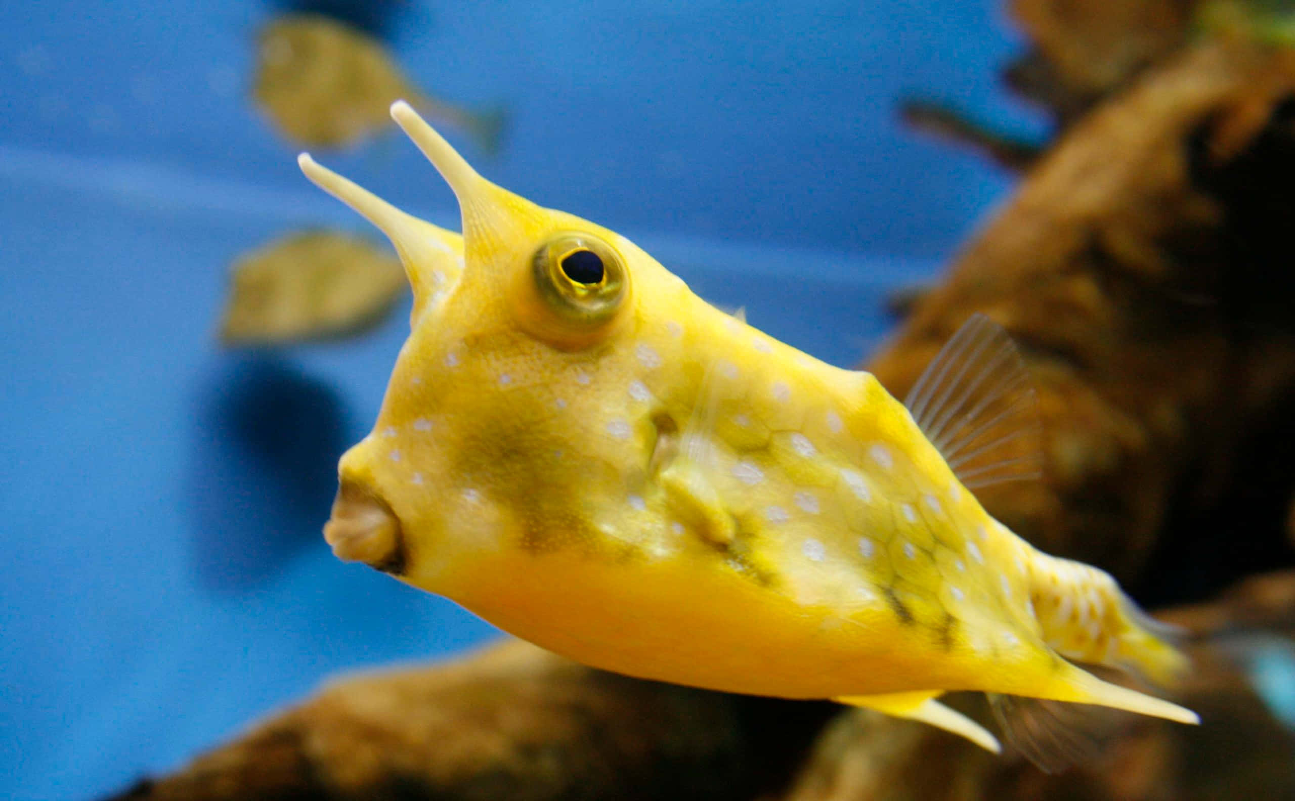cowfish, crystalline waters, vibrant yellow boxfish, 2K Desktop Wallpaper