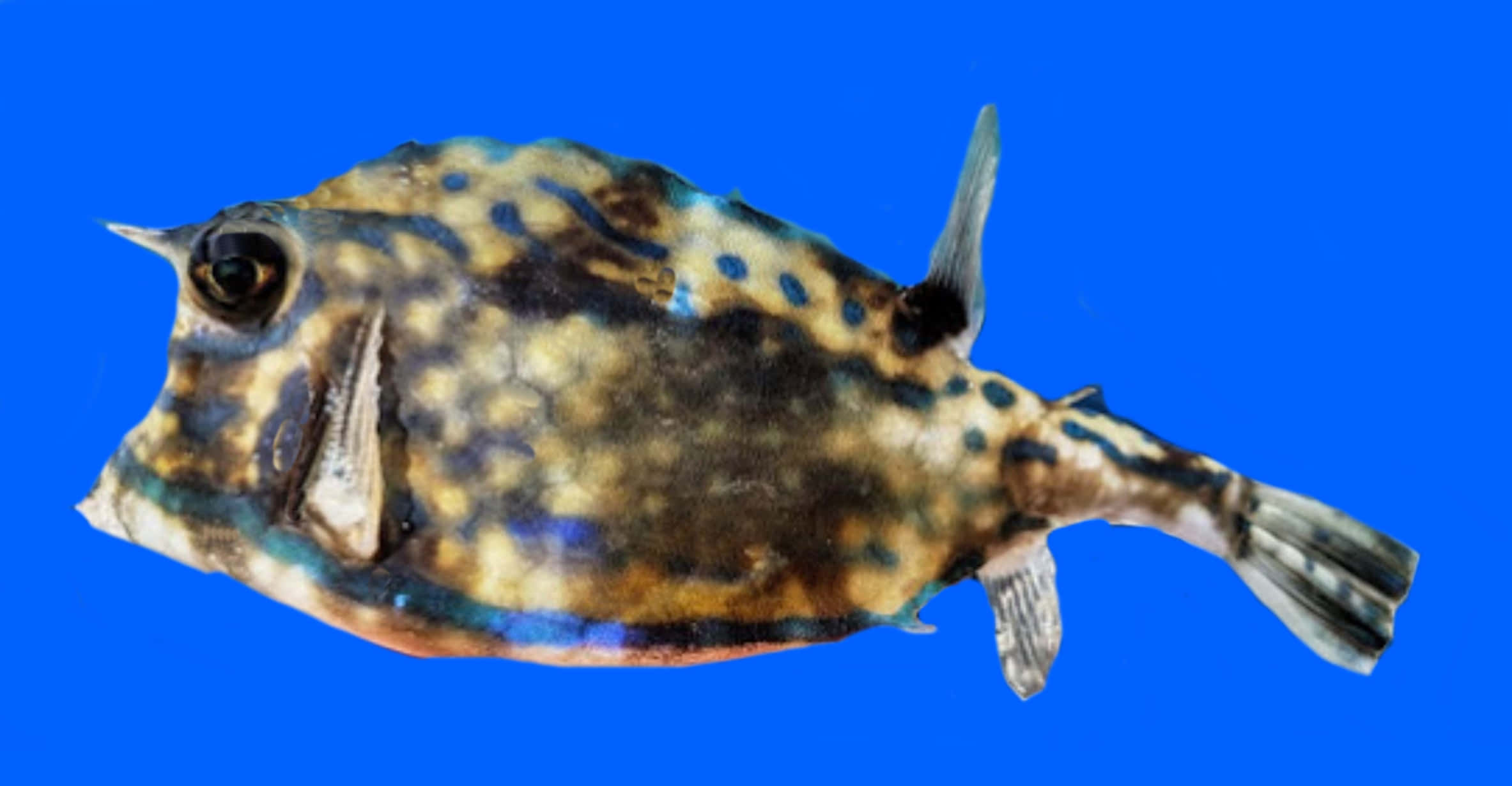 colorful cowfish, blue background, spotted boxfish, Full HD Desktop Wallpaper