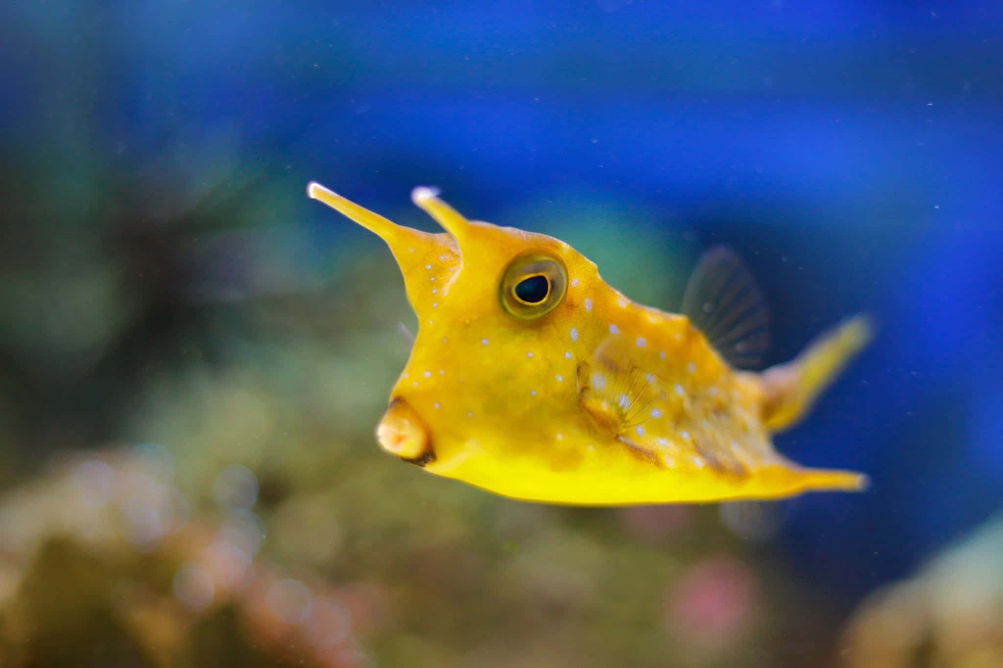 yellow cowfish, white spots, deep blue ocean water, Full HD Desktop Wallpaper