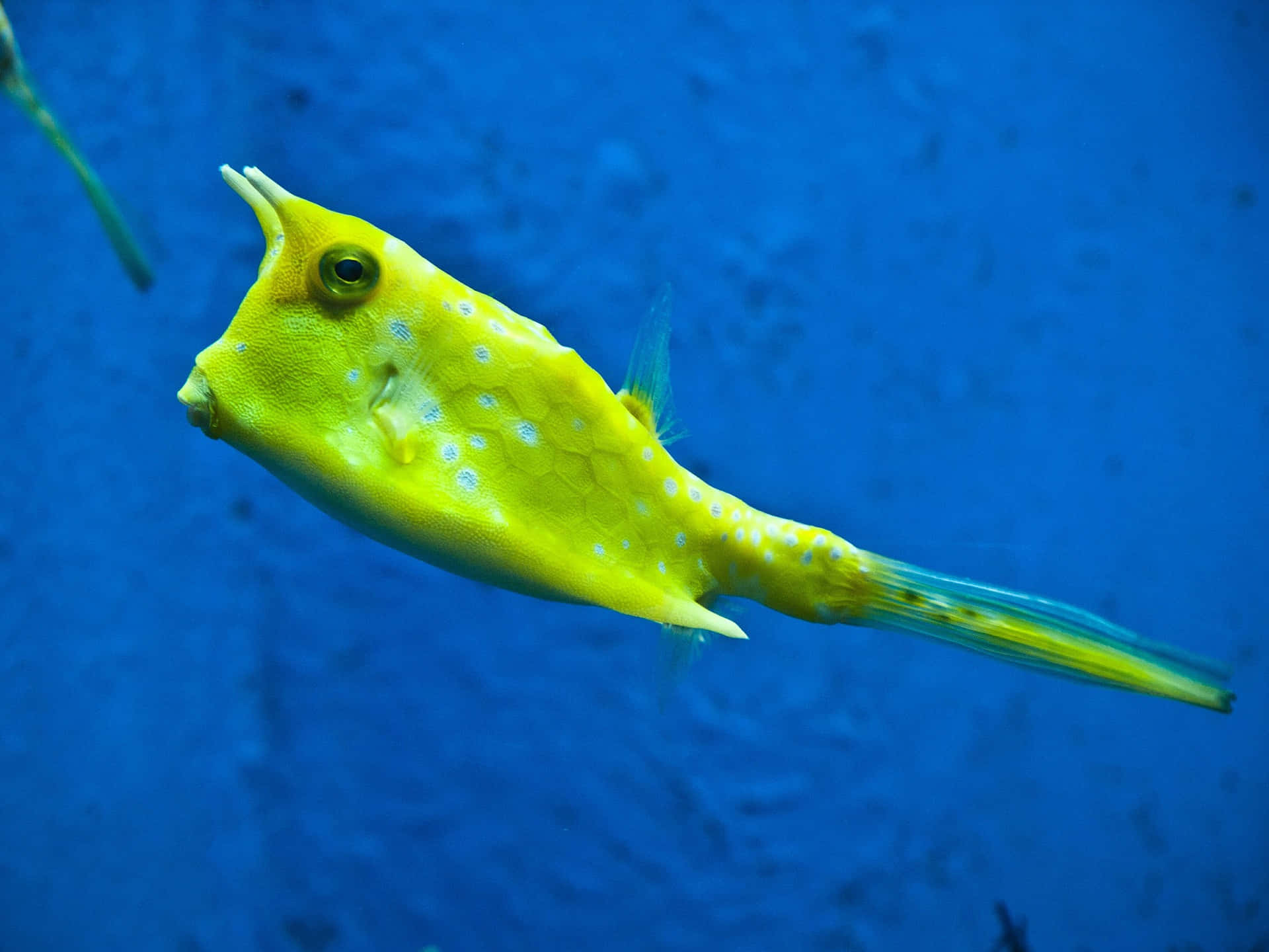 yellow cowfish, blue spots, deep blue ocean water, Full HD Desktop Wallpaper