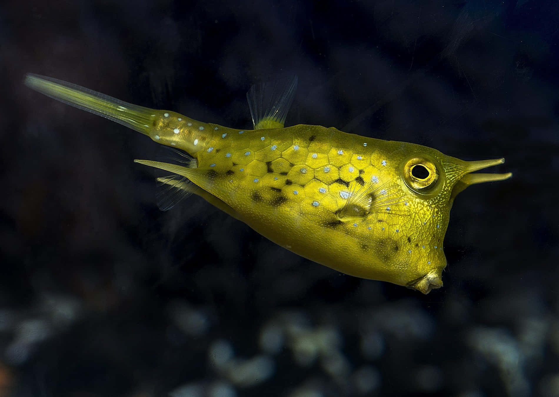 vibrant yellow boxfish, blue spots, coral reefs, HD Desktop Wallpaper