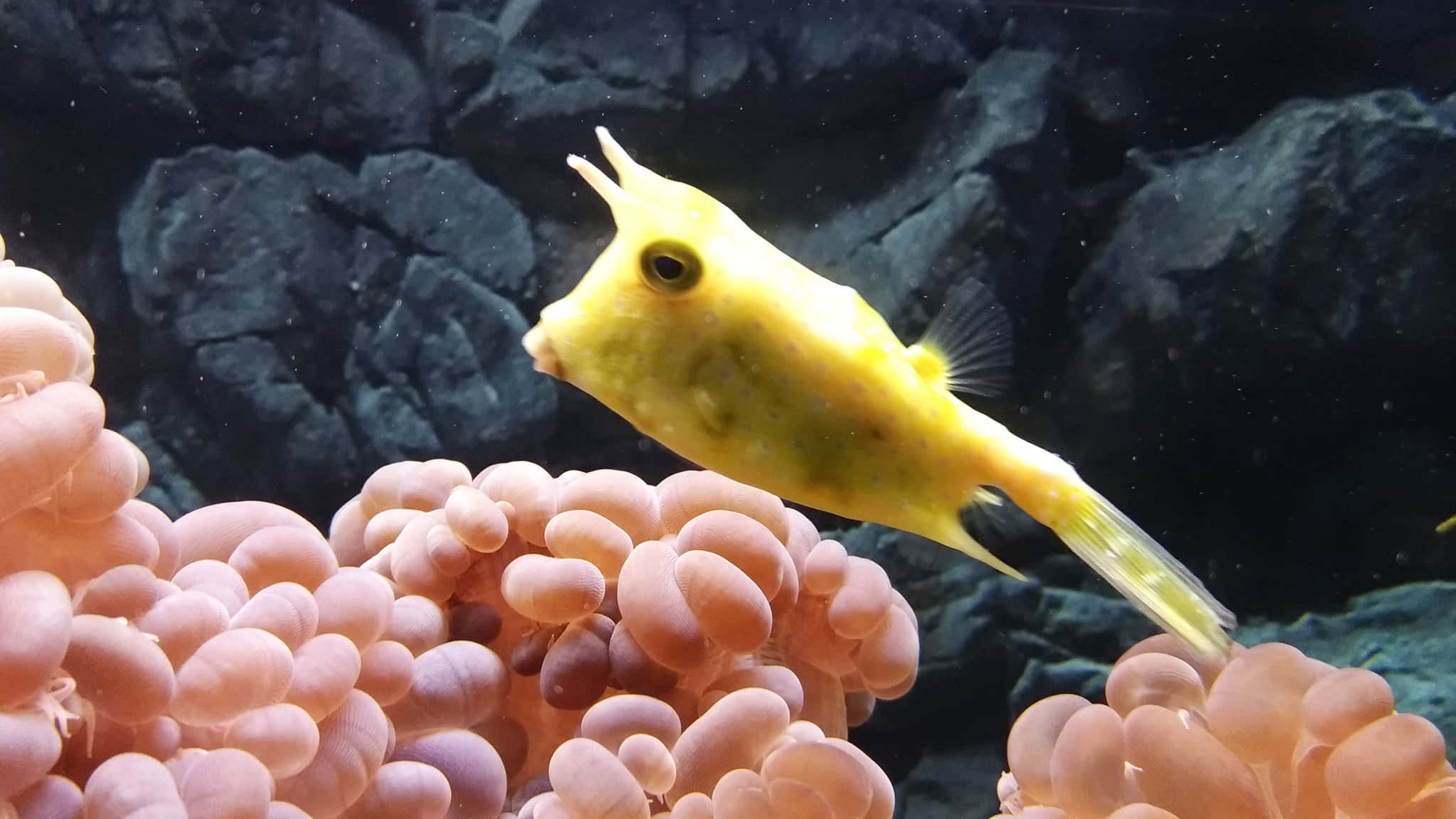 yellow cowfish, coral reef, pink anemones, Full HD Desktop Wallpaper