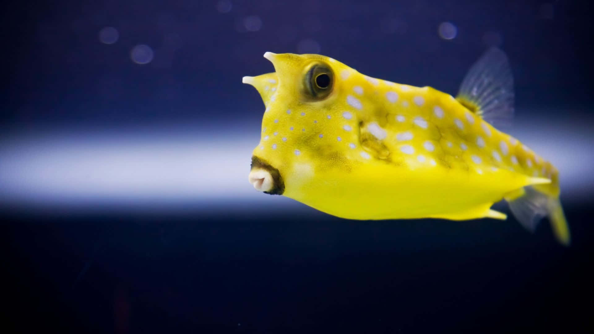 yellow cowfish, dark blue water, white spots, Full HD Desktop Wallpaper