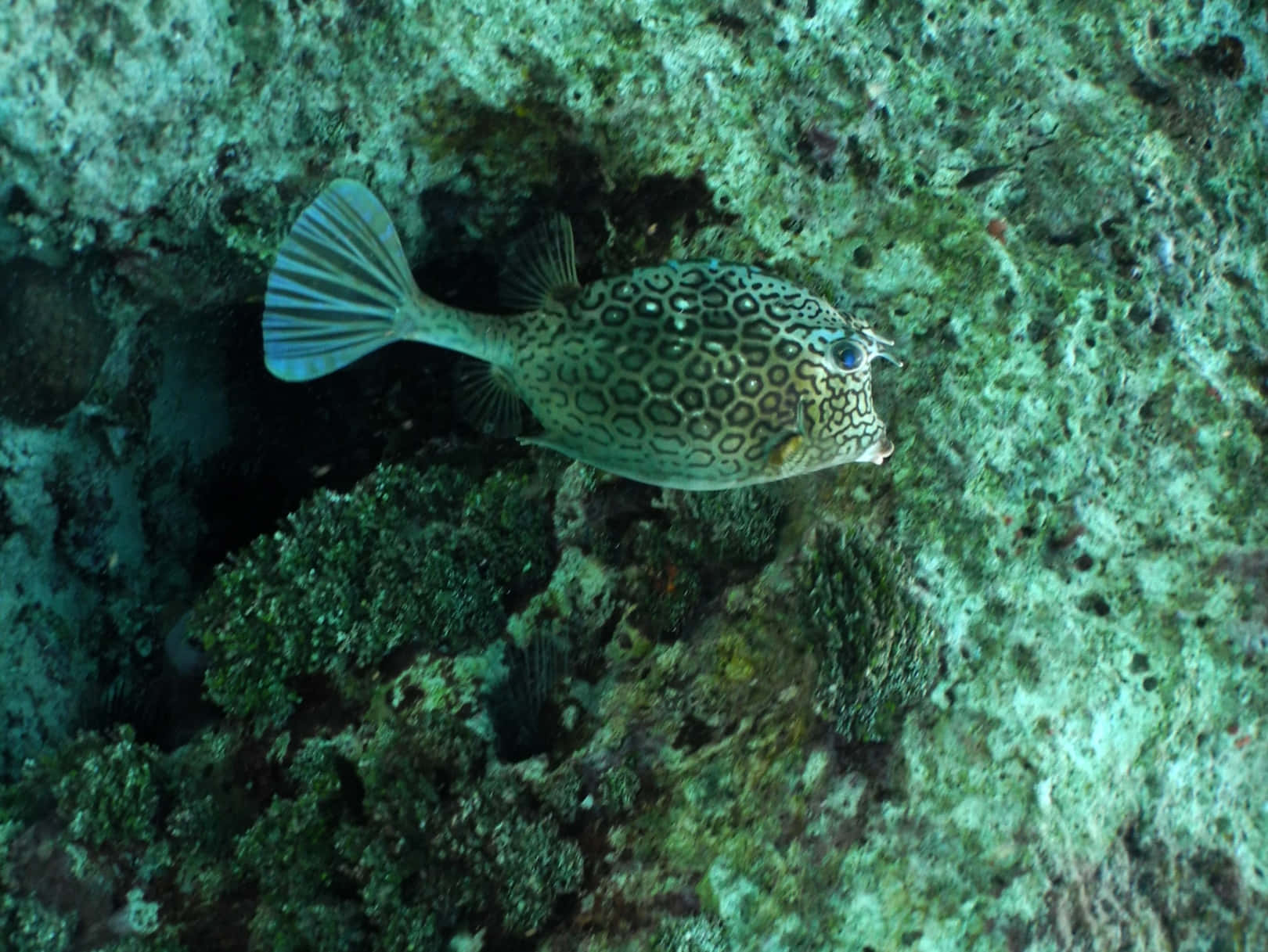 Cowfish, coral reef, blue-green water, HD Desktop Wallpaper