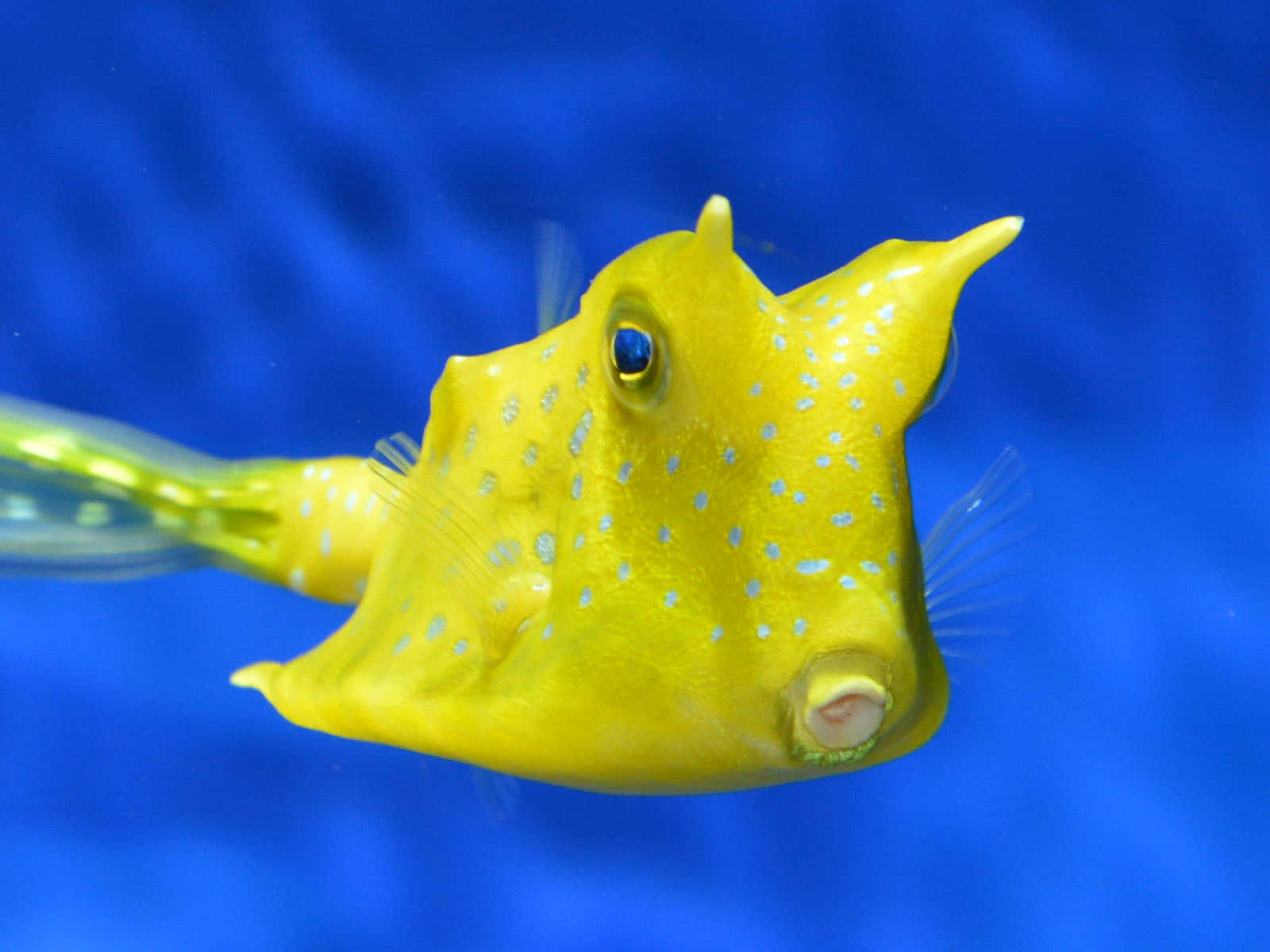 yellow cowfish, blue spots, deep blue aquatic backdrop, HD Desktop Wallpaper