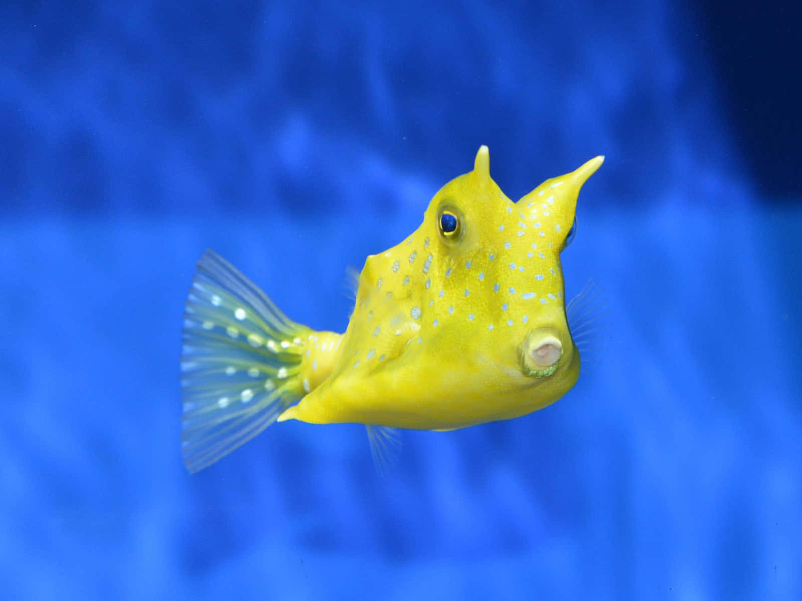 vibrant cowfish, bright yellow boxfish, white spots, HD Desktop Wallpaper