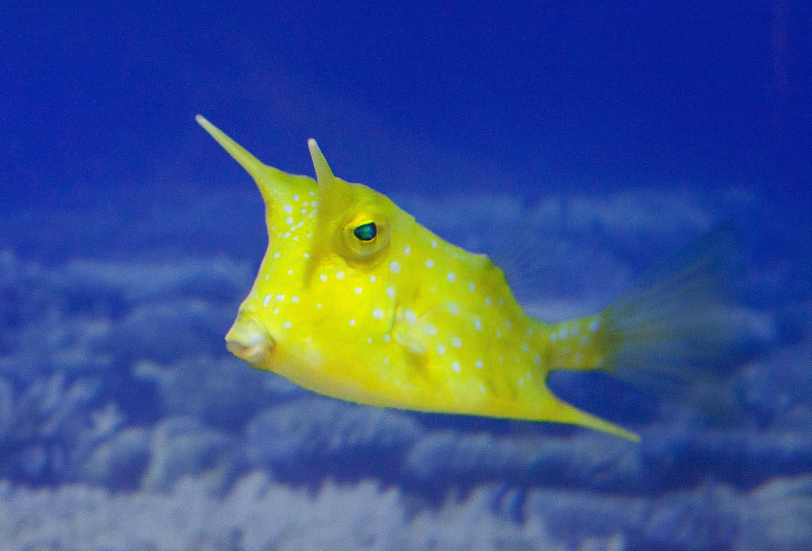 cowfish, vibrant yellow boxfish, white spots, HD Desktop Wallpaper