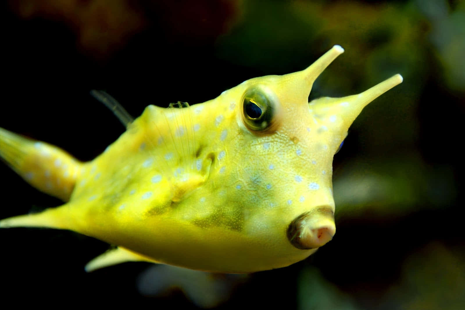 blue spotted cowfish, coral reef, yellow boxfish, HD Desktop Wallpaper