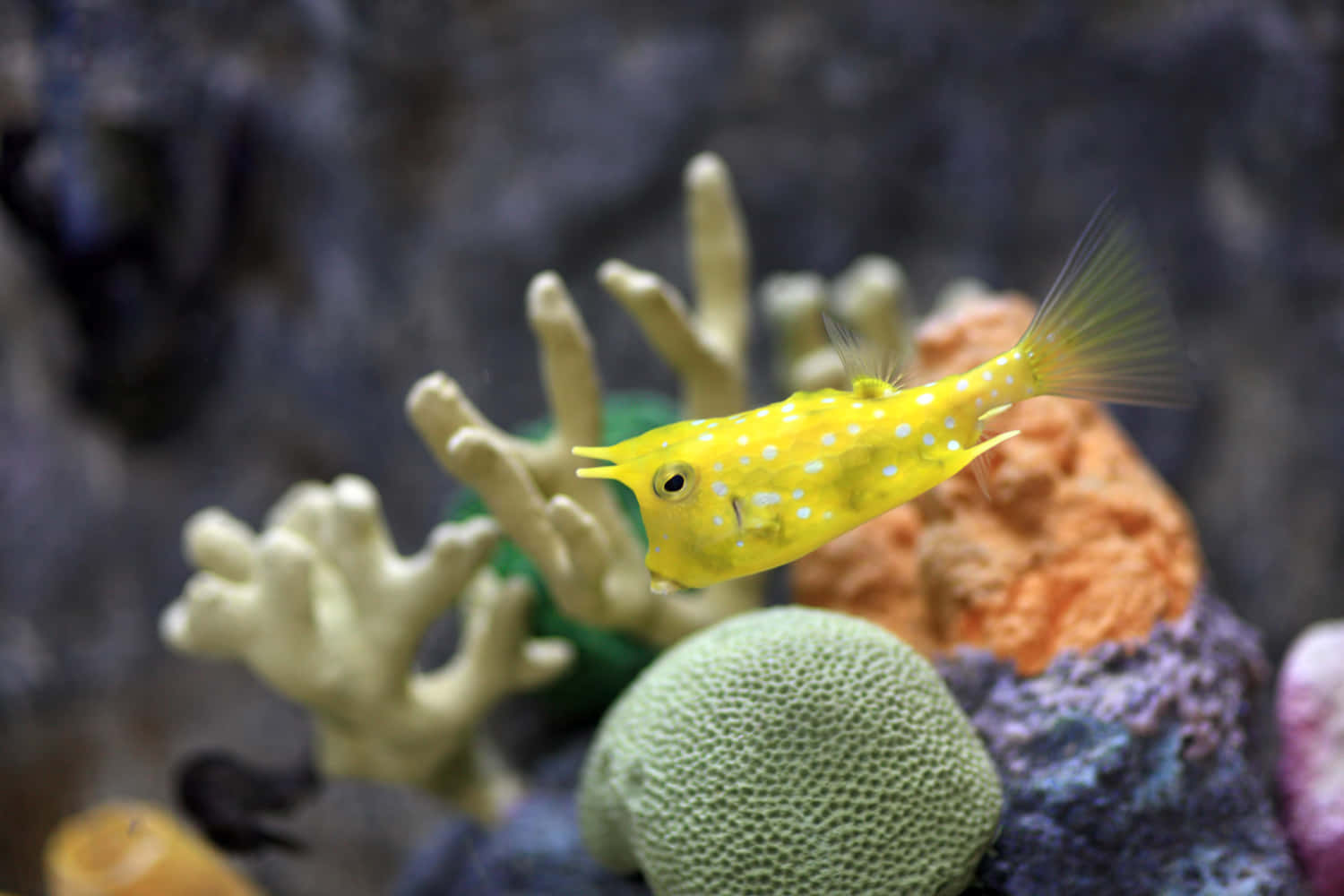 cowfish, yellow, white spots, HD Desktop Wallpaper