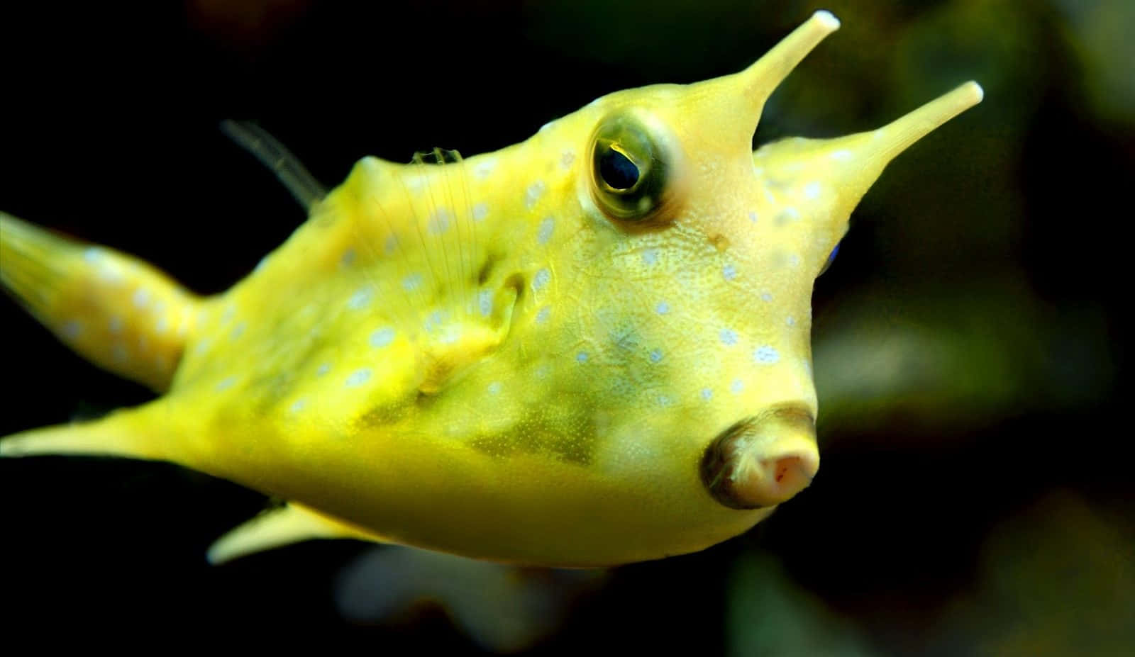 cowfish, bright yellow boxfish, blue spots, HD Desktop Wallpaper