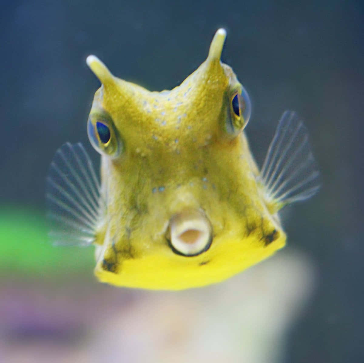 yellow cowfish, boxfish, horn-like protrusions, SD Desktop Wallpaper