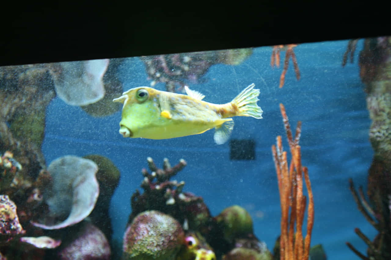 Cowfish, aquarium, coral reef, HD Desktop Wallpaper