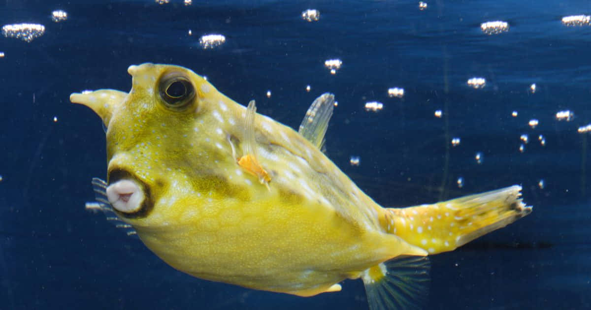 vibrant cowfish, yellow boxfish, white spots, SD Desktop Wallpaper