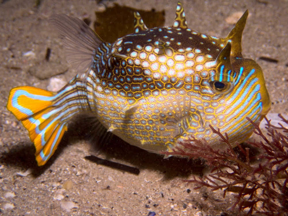 colorful cowfish, blue yellow and white patterns, red seaweed, SD Desktop Wallpaper