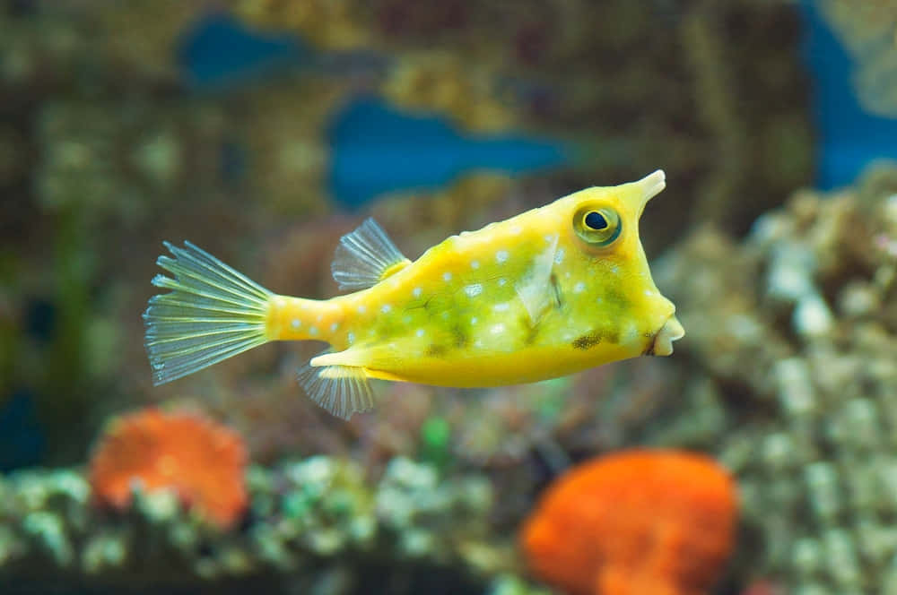 yellow cowfish, white spots, colorful coral, SD Desktop Wallpaper