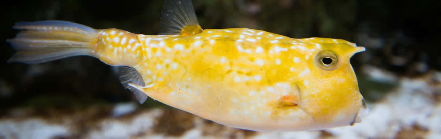 yellow cowfish, boxfish, white spots, HD Desktop Wallpaper