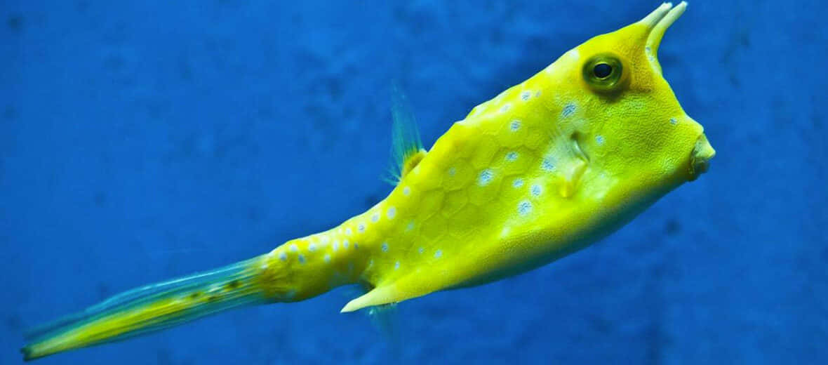 cowfish, bright yellow, white spots, SD Desktop Wallpaper