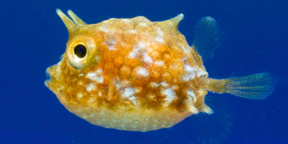 Cowfish, spiky orange and white, deep blue ocean water, SD Desktop Wallpaper