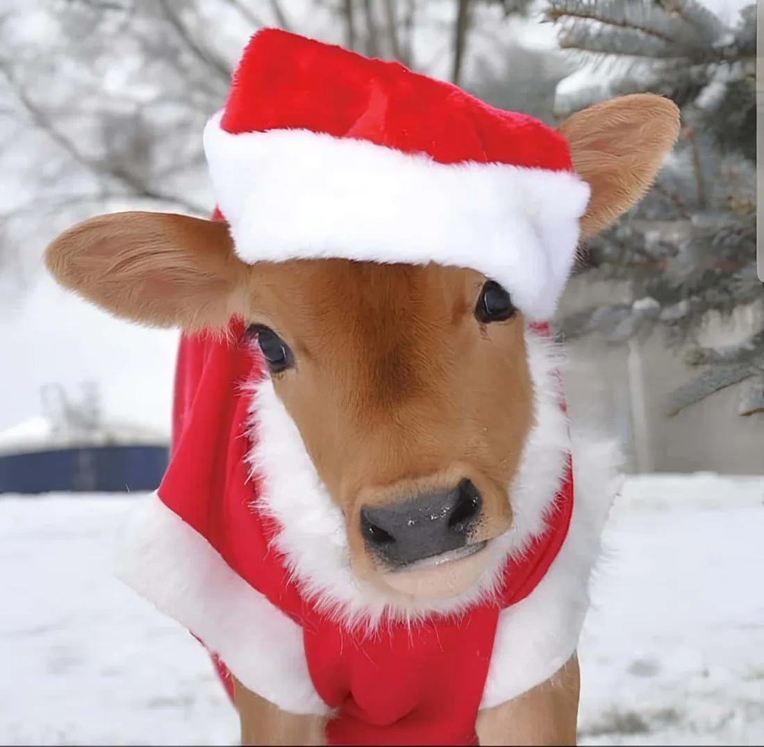 Cowgirl Christmas