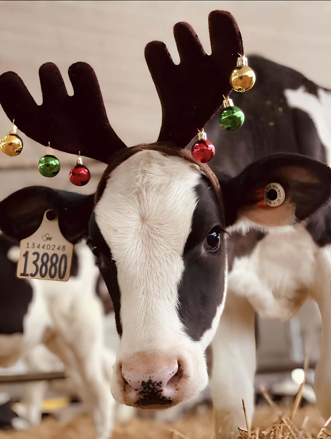 cow, reindeer antlers, colorful Christmas ornaments, HD Phone Wallpaper