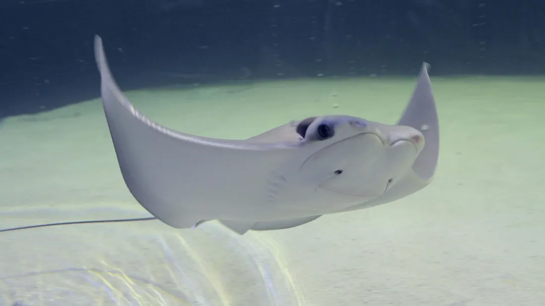 Cownose Ray