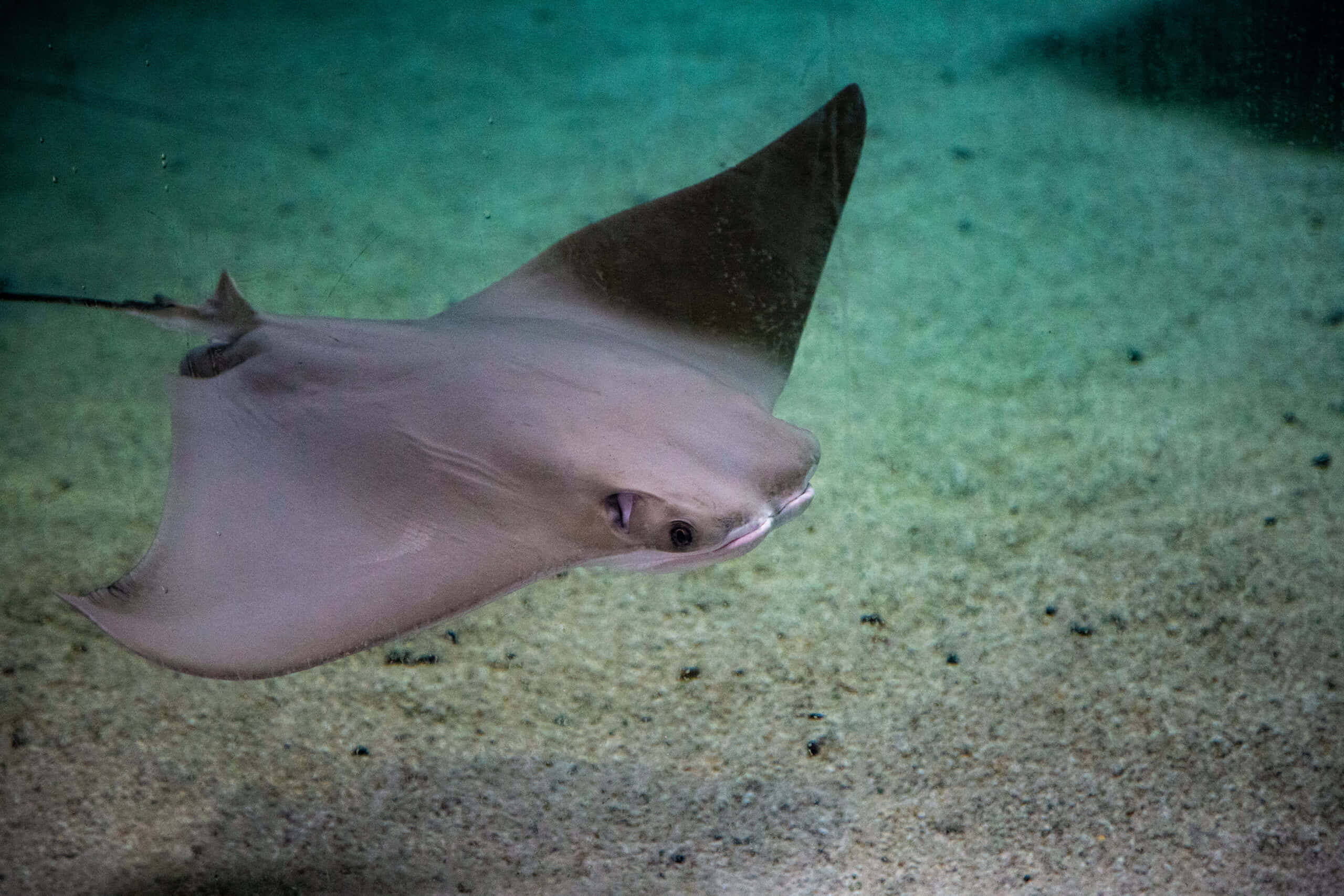 cownose ray, sandy ocean floor, turquoise water, 2K Desktop Wallpaper